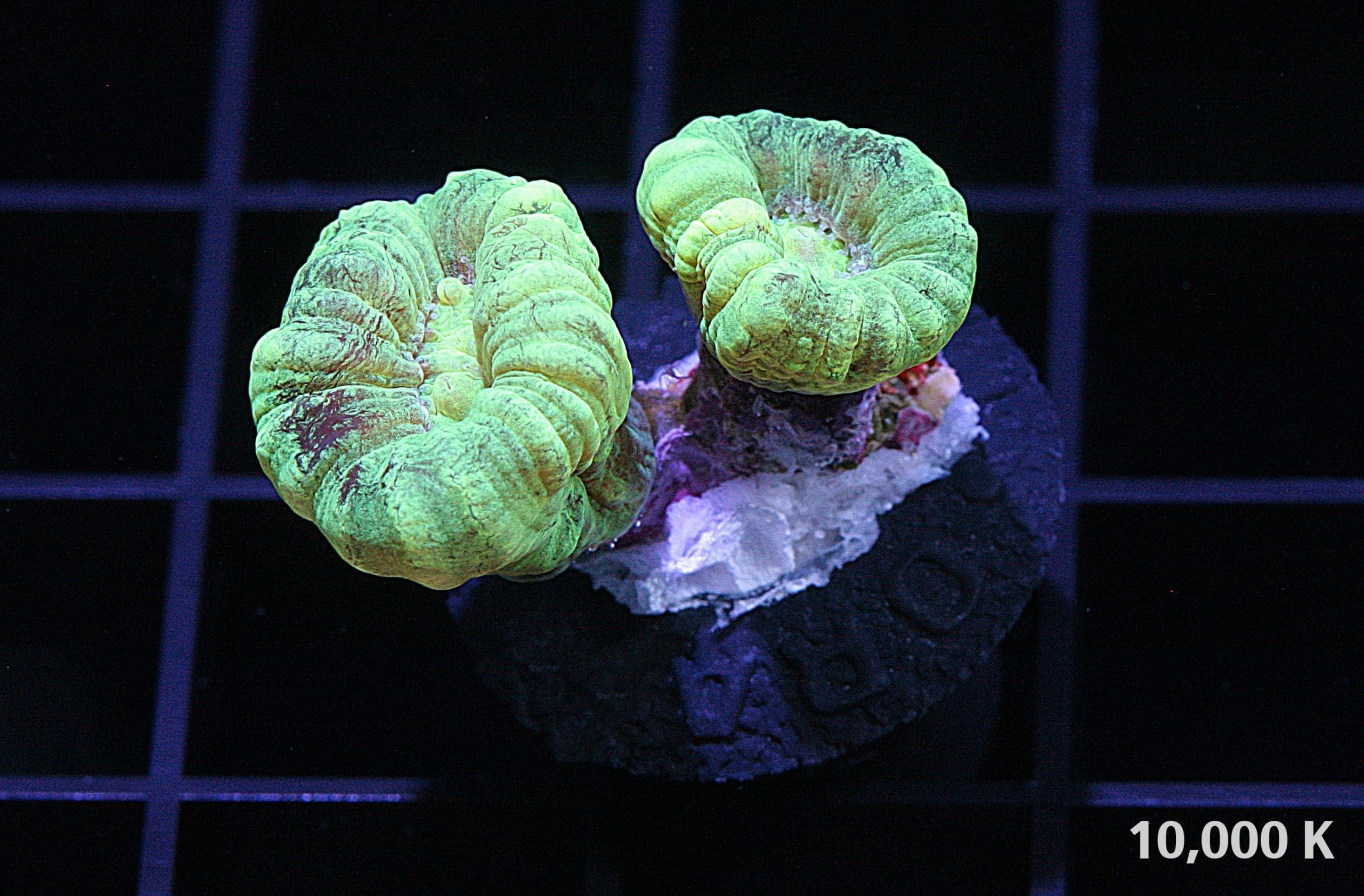 Ultra Green Caulastrea furcata LPS coral, trumpet coral, candy cane coral 10k