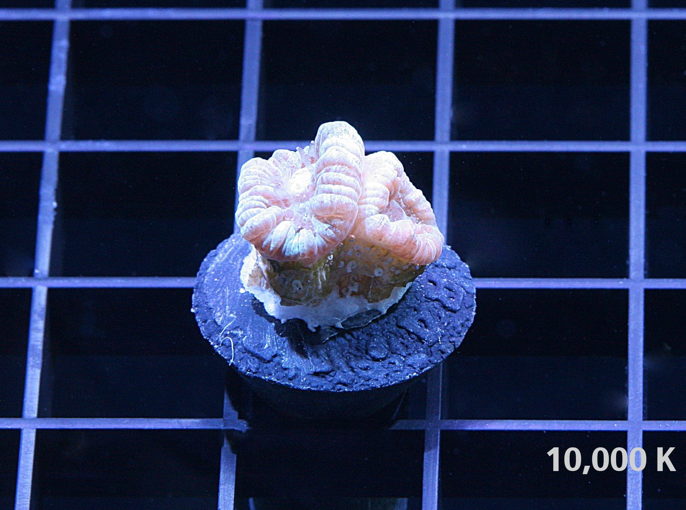 Blue Caulastrea Furcata LPS Coral/ Candy cane coral 10k