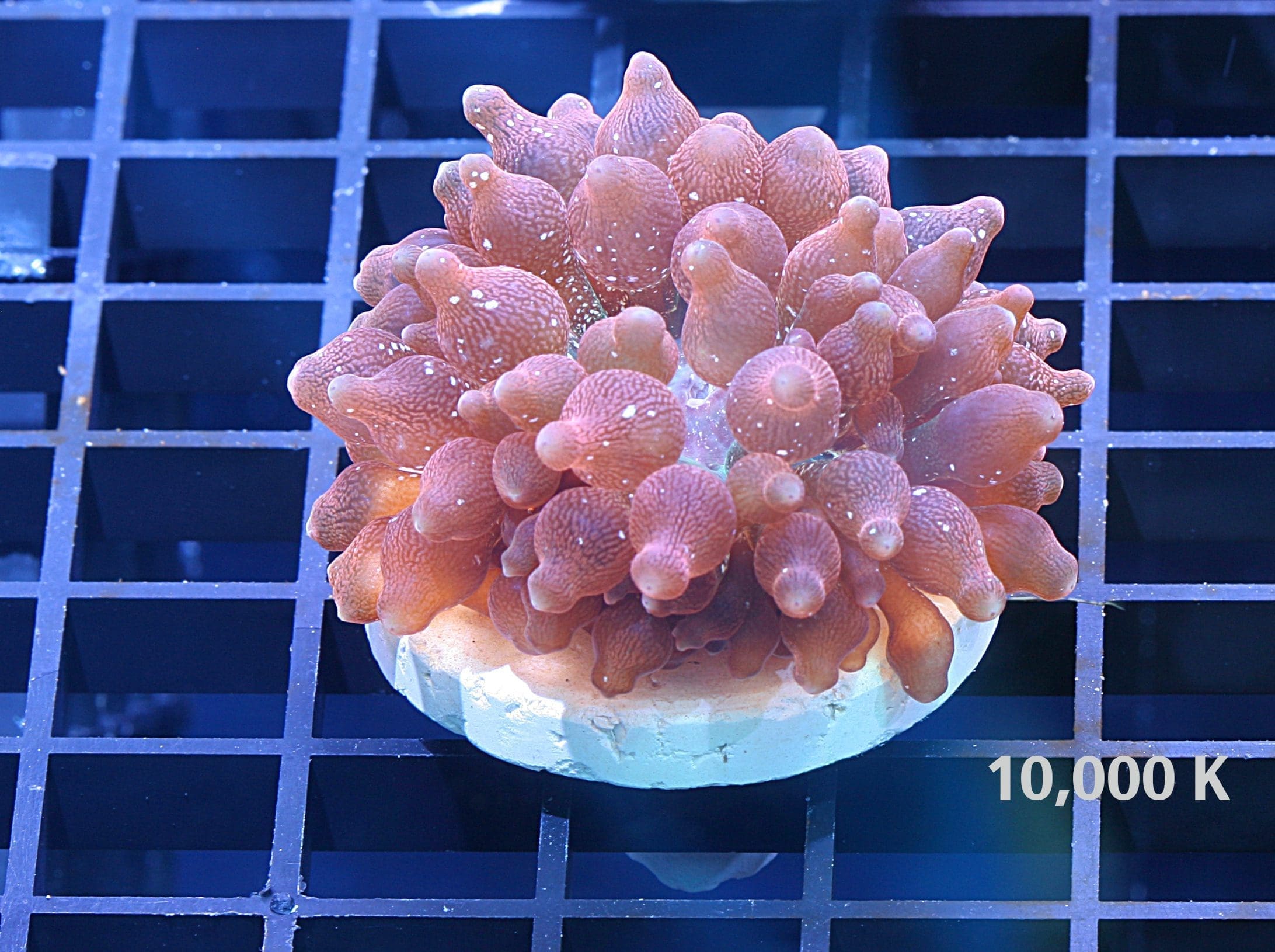 Rainbow Bubble Tip Anemone 10k, soft coral, farmed coral, beginner coral, corals for sale