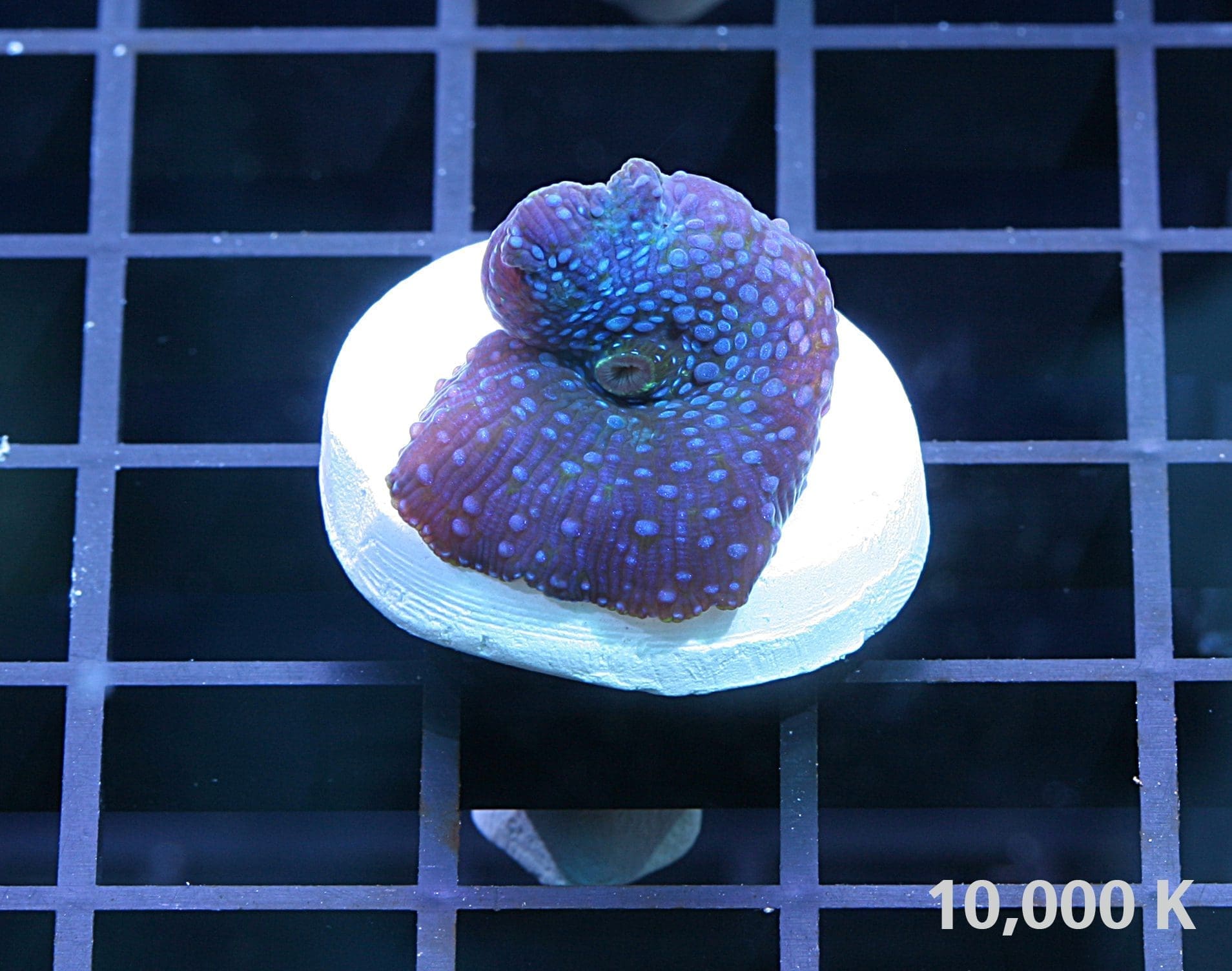 Blue spotted mushroom 10k