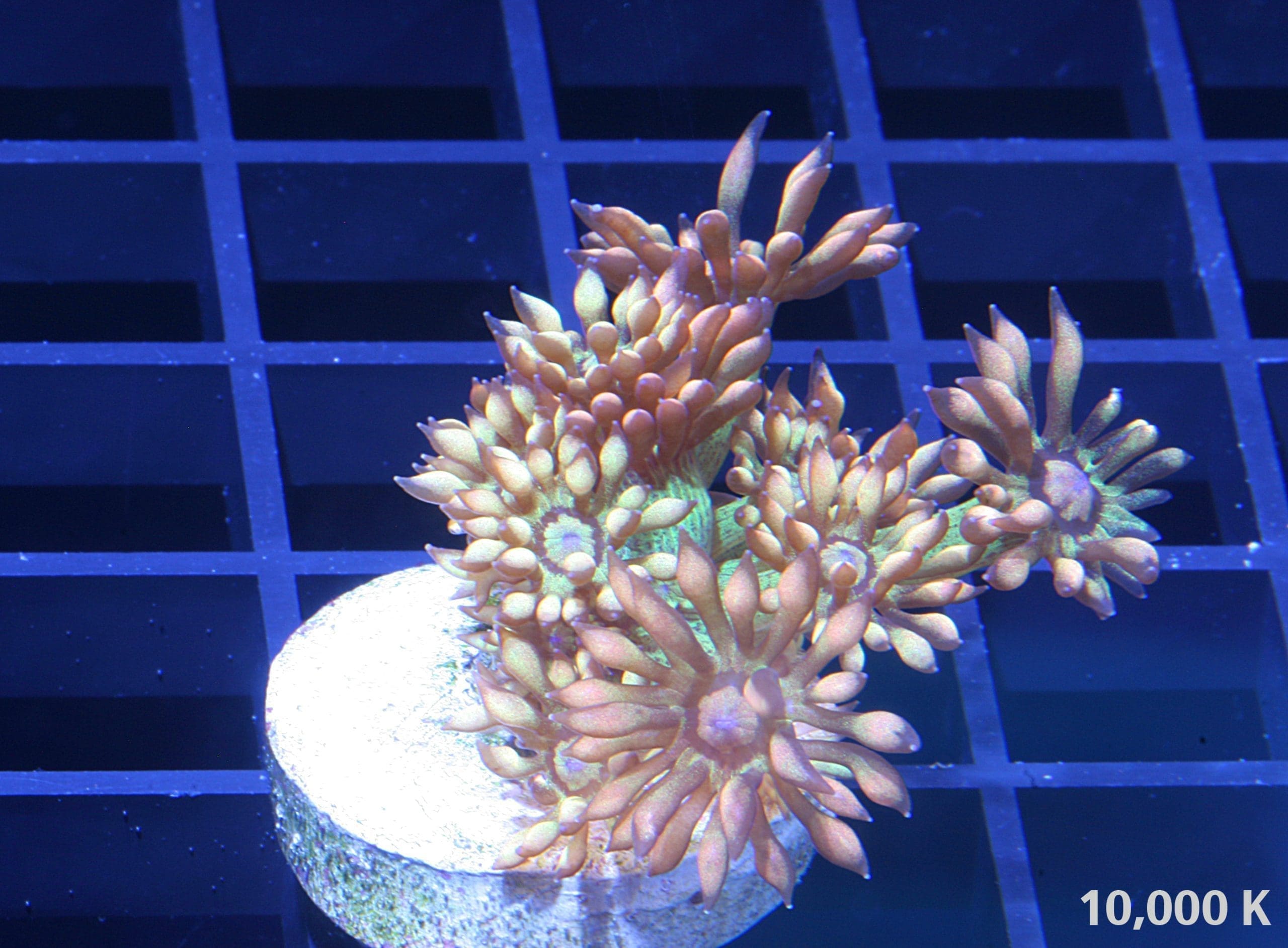 Amazeballs Goniopora LPS Coral 10k, ultra rare coral, high end coral, orange coral, coral frags, farmed coral, aquacultured coral
