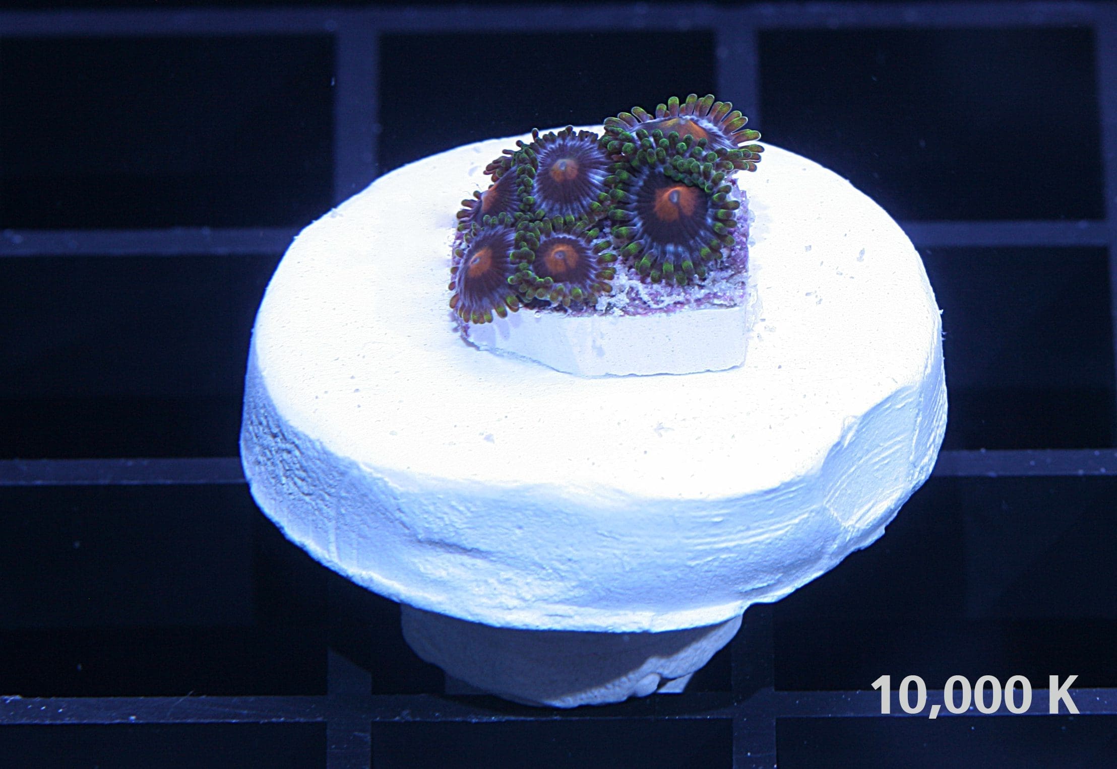 Blueberry Eagle Eye Zoanthid Soft Coral 10k