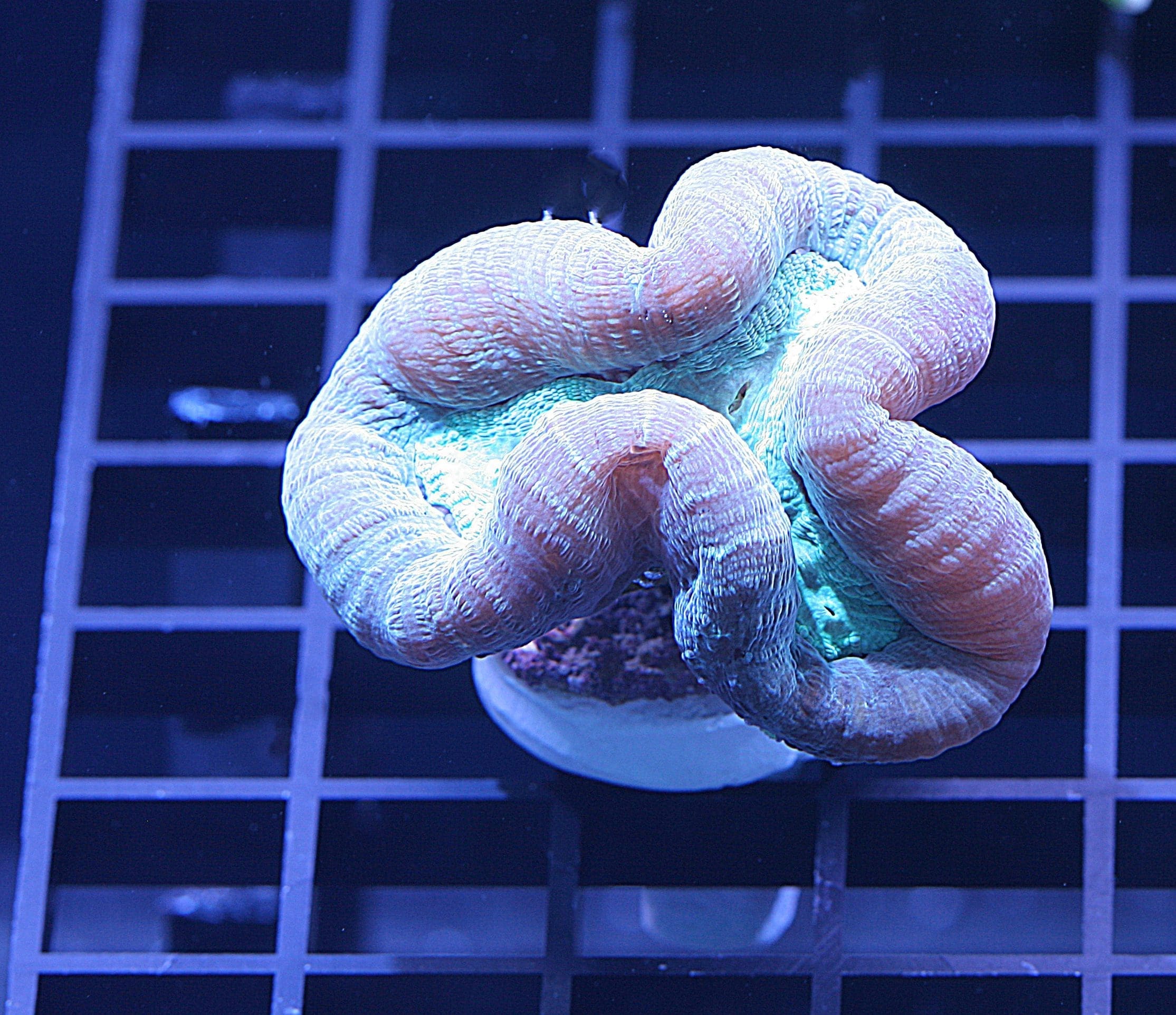 Caulasstrea echinulata Two Tone LPS coral, trumpet coral, candy cane coral