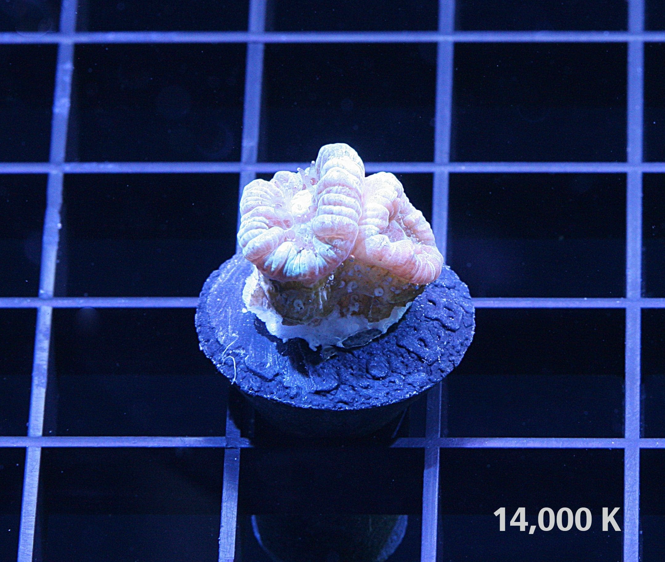 Blue Caulastrea Furcata LPS Coral/ Candy cane coral 14k, coral frag, aquacultured coral