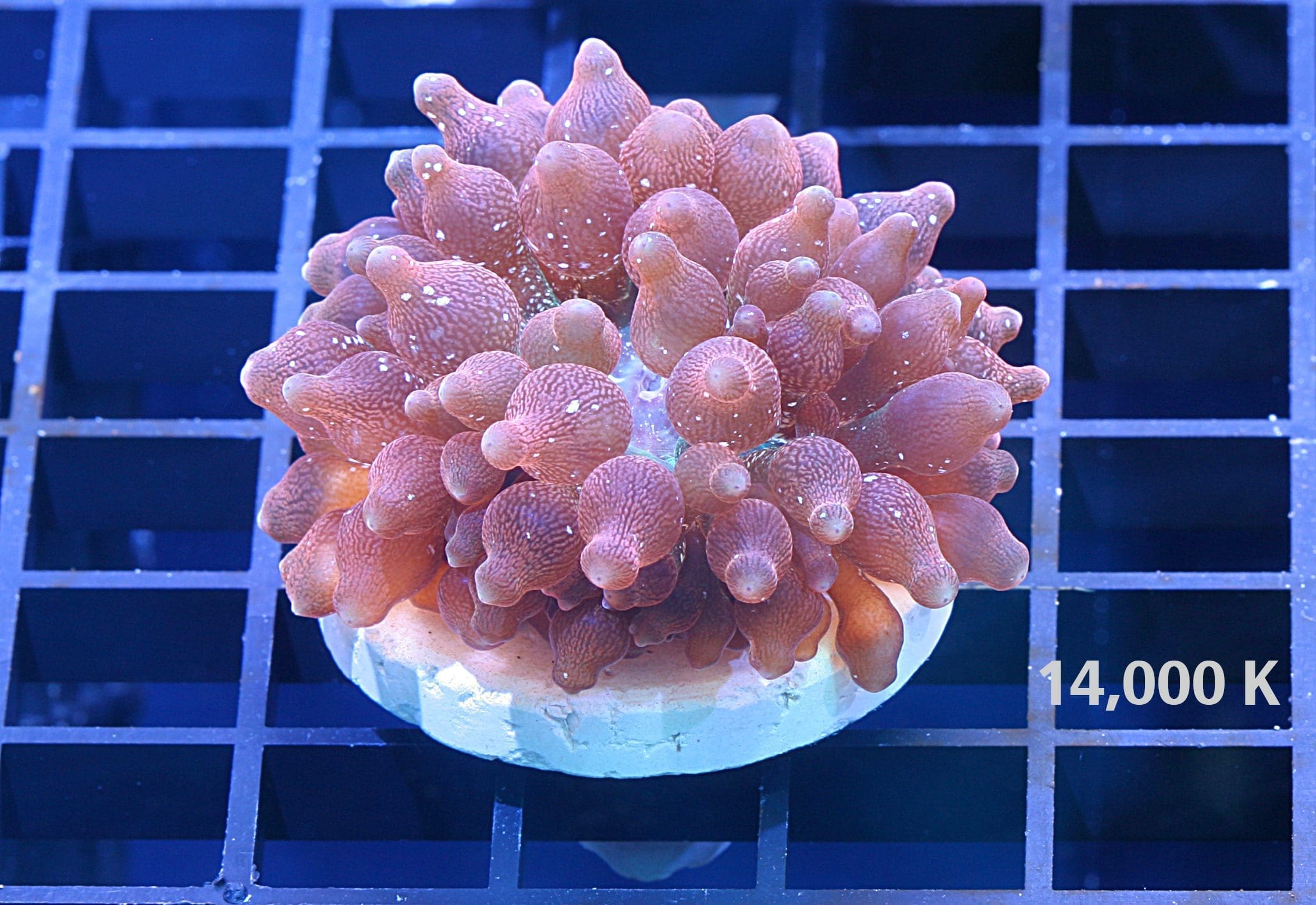 Rainbow Bubble Tip anemone 14k, RBTA coral