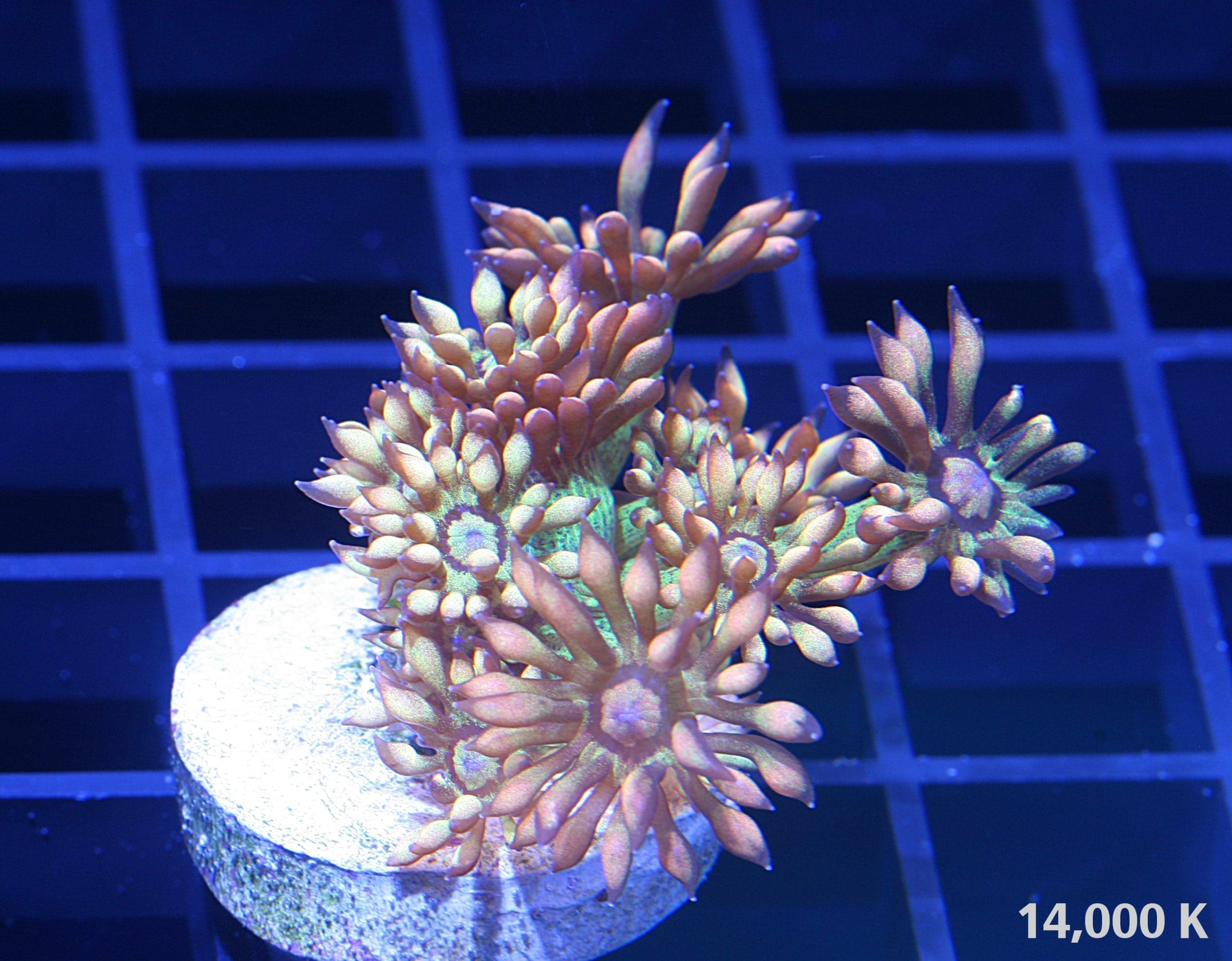 Amazeballs Goniopora LPS Coral 14k