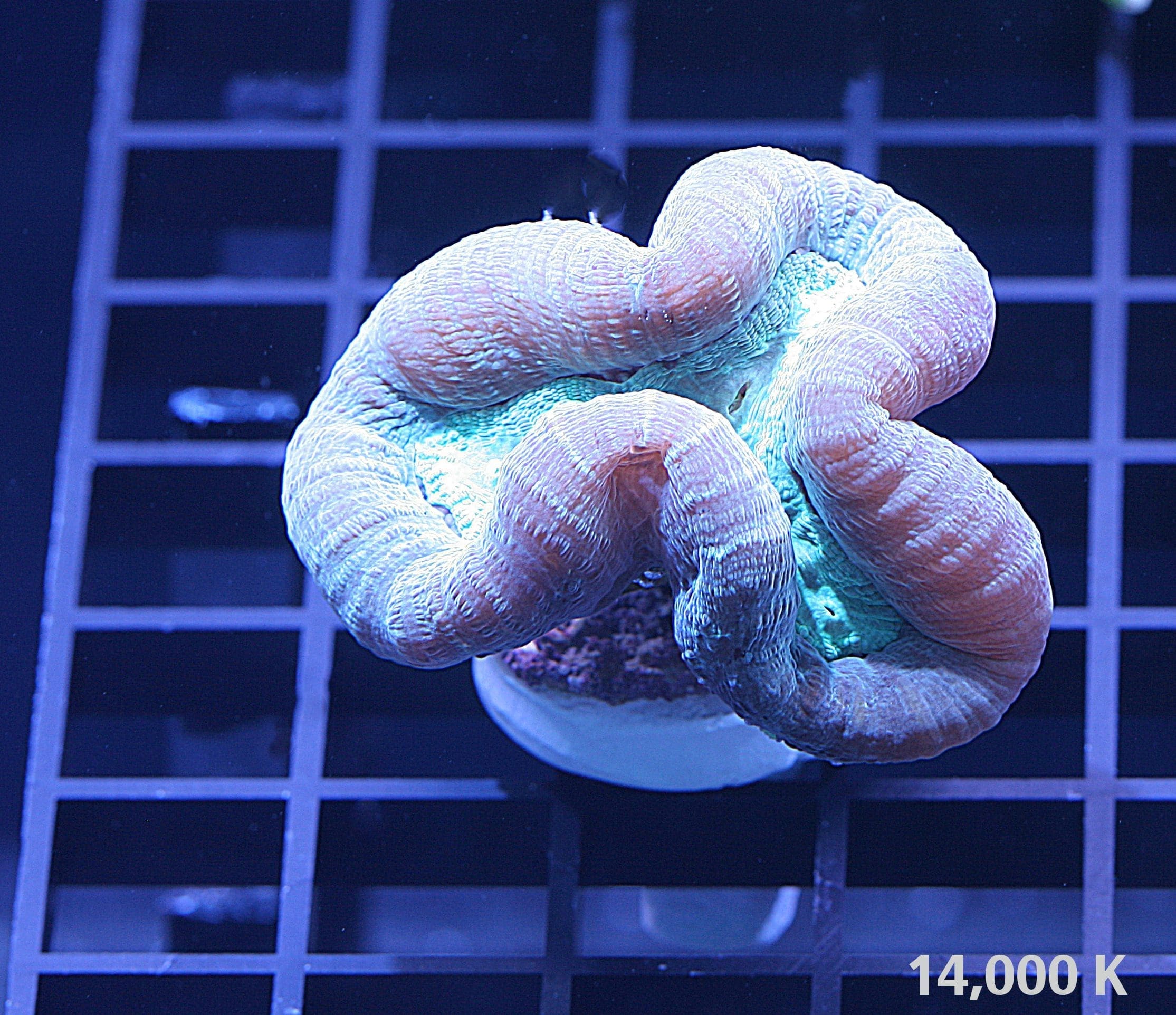 Caulasstrea echinulata Two Tone LPS coral, trumpet coral, candy cane coral 14k