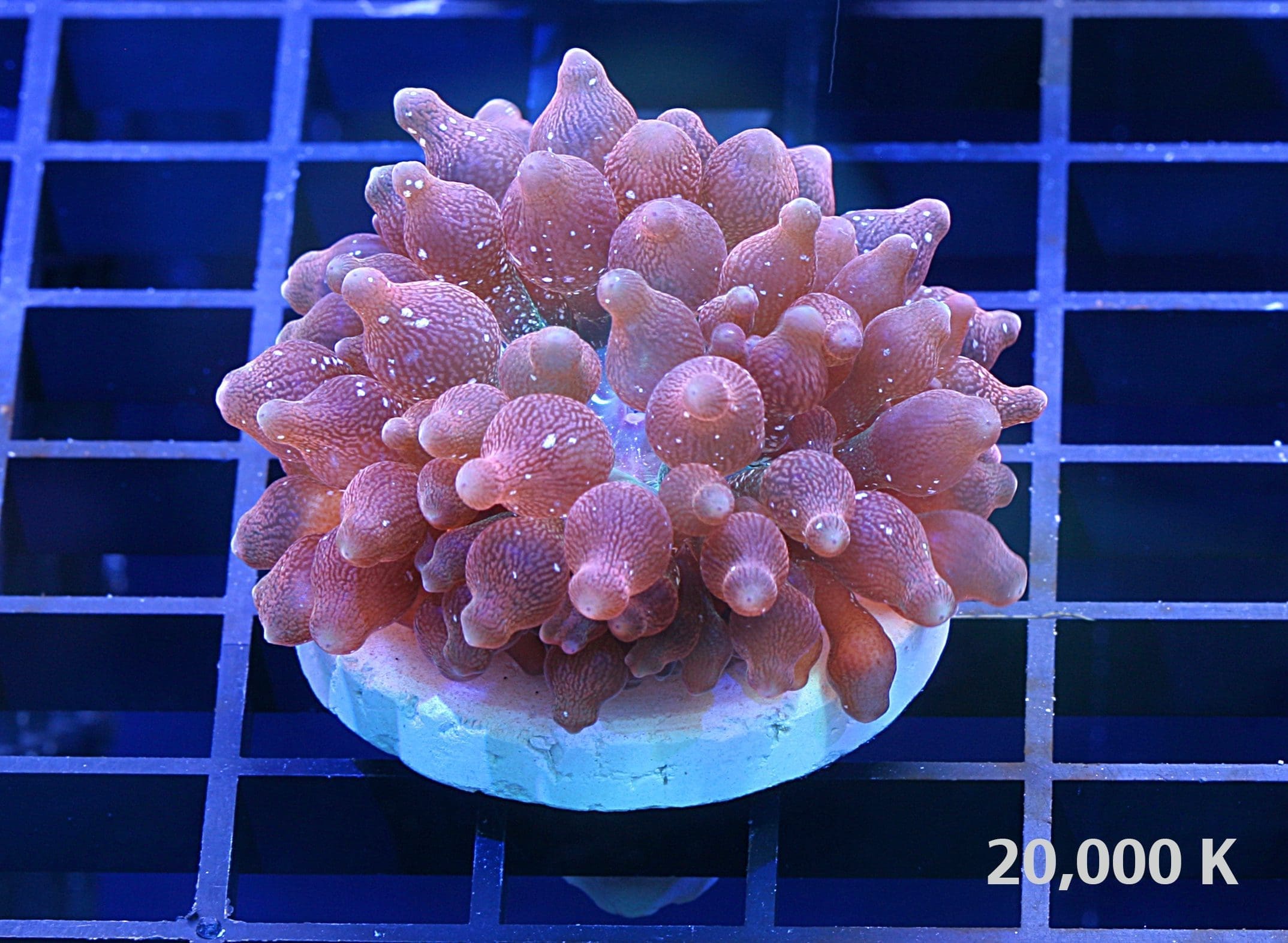 Rainbow Bubble Tip anemone 20k, RBTA coral