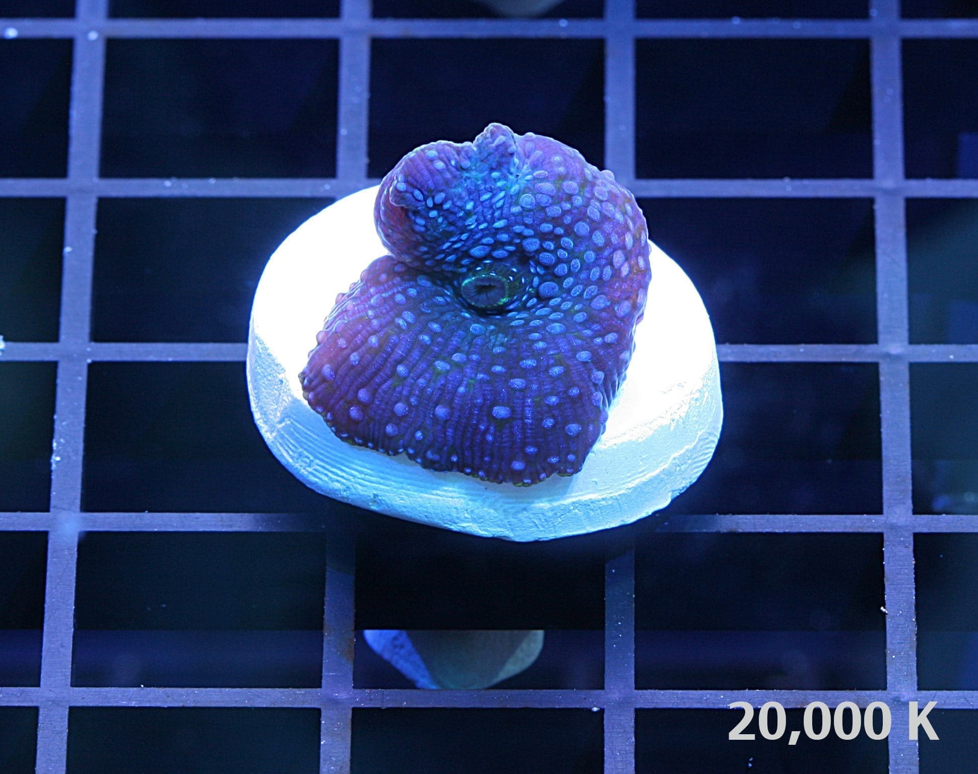 Blue spotted mushroom 20k