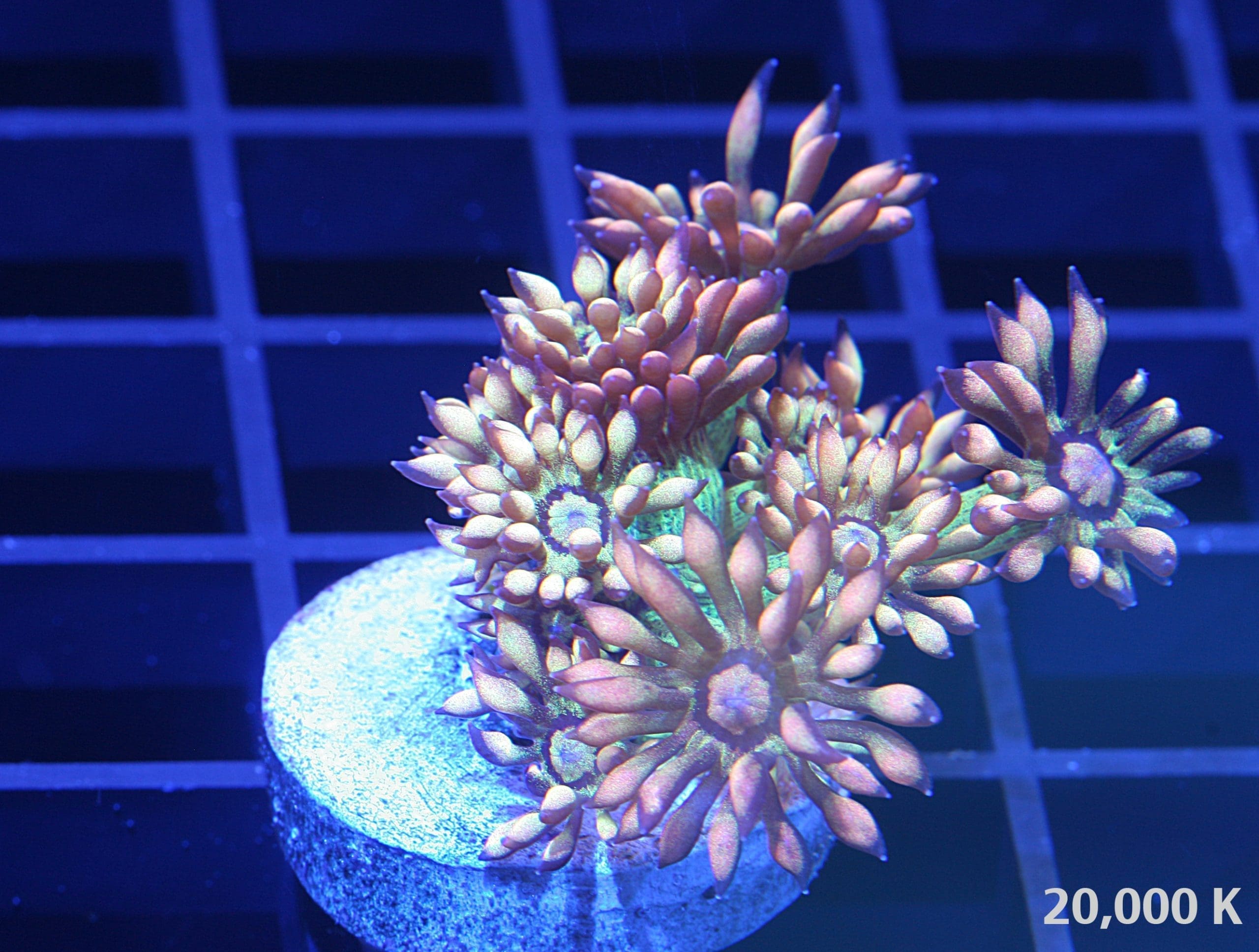 amazeballs goniopora 20k