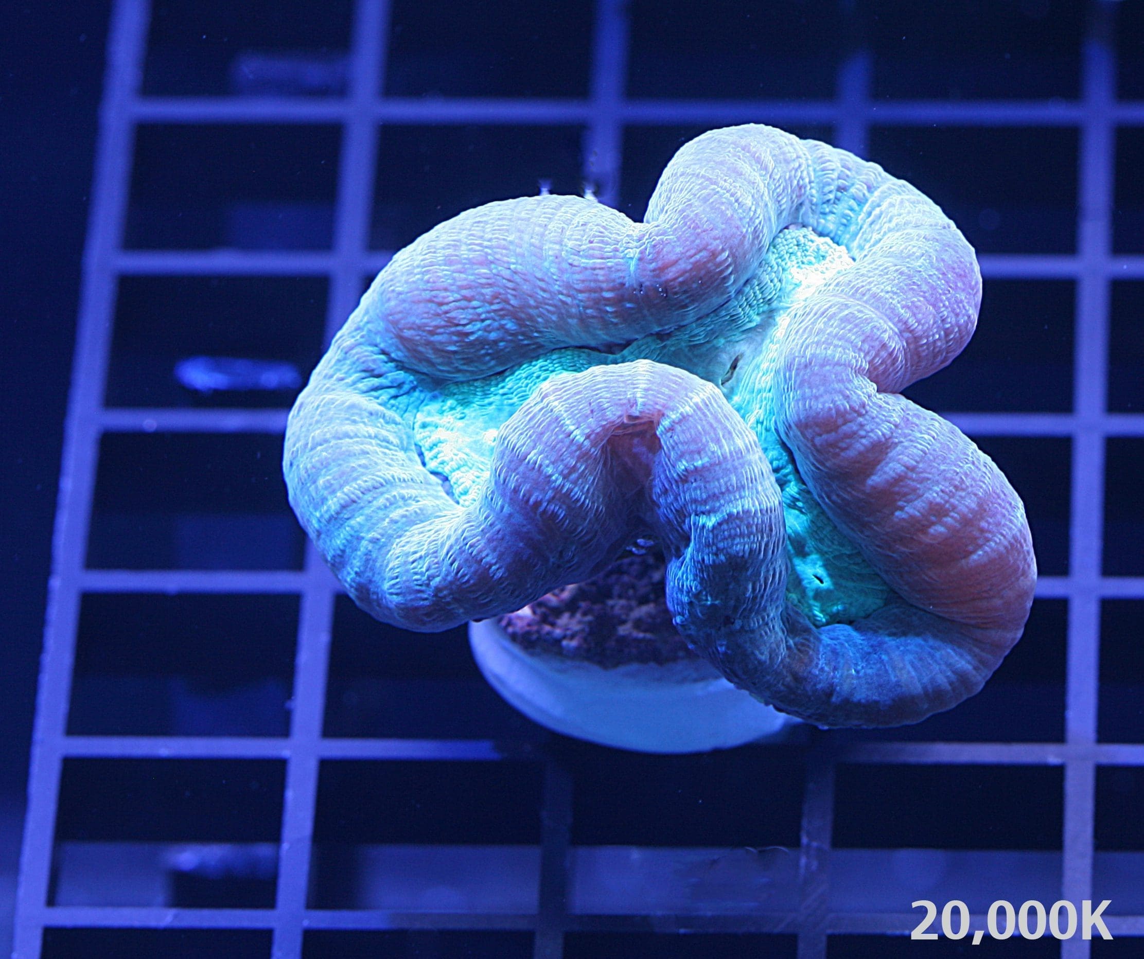 Caulasstrea echinulata Two Tone LPS coral, trumpet coral, candy cane coral