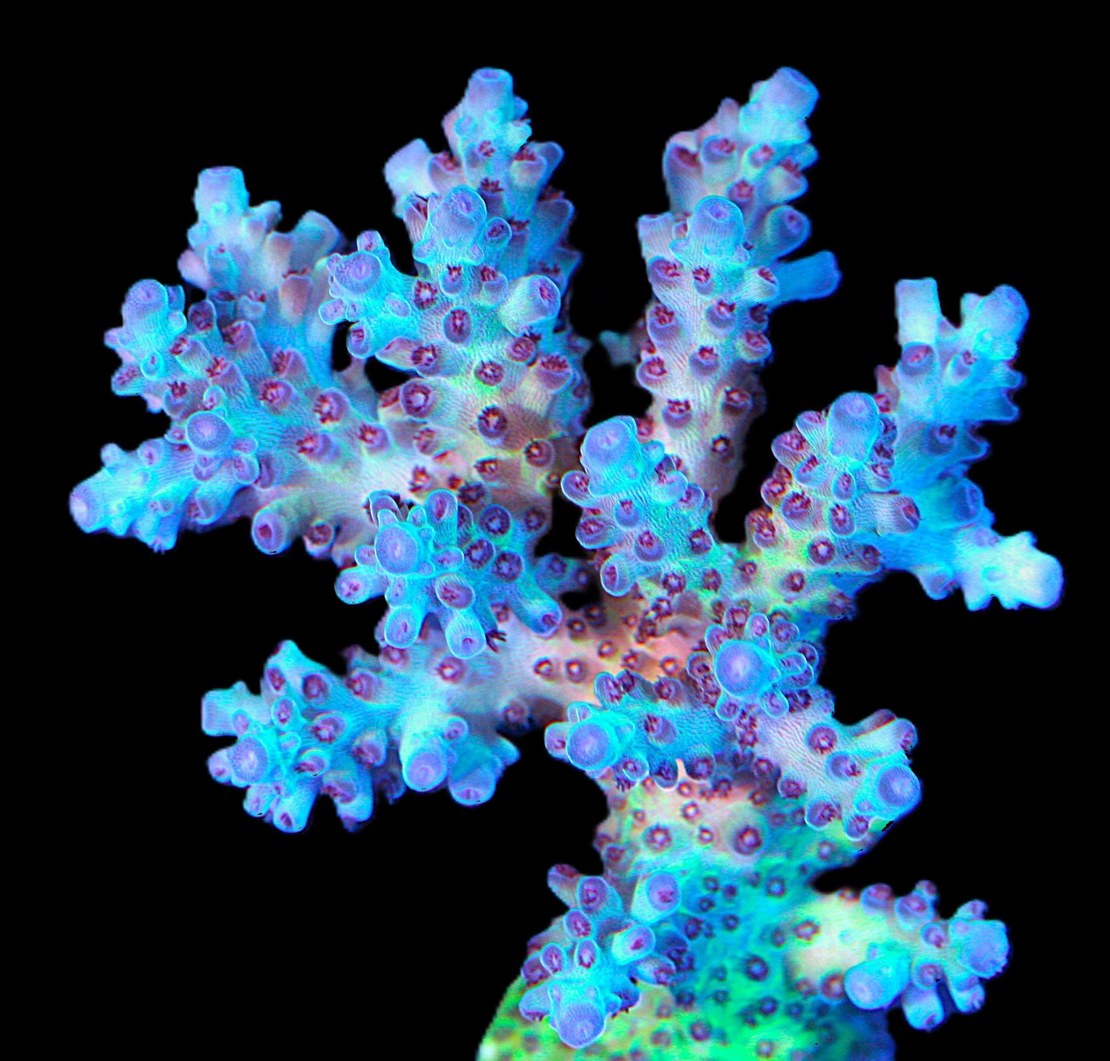 USA acropora 14k
