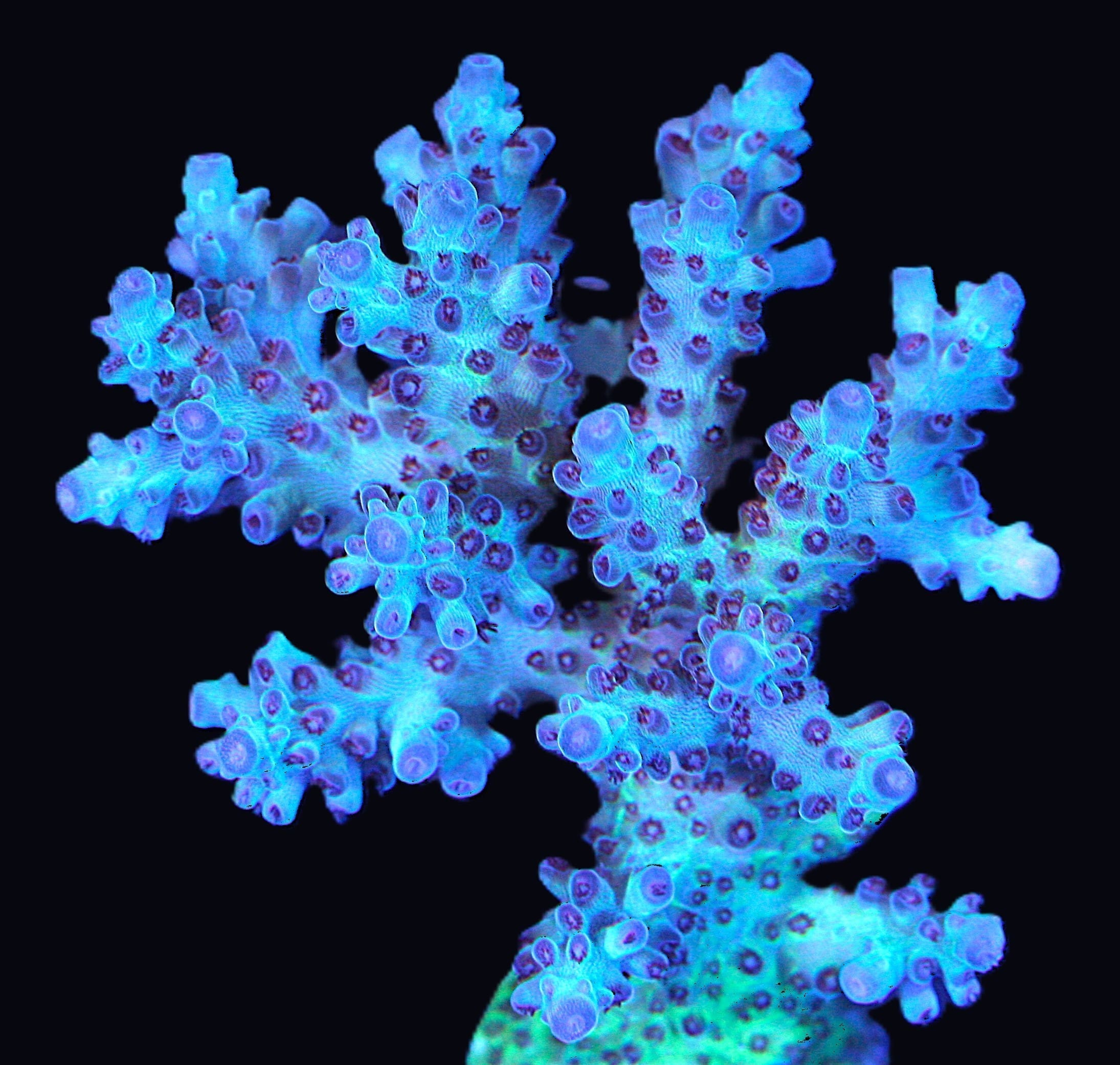 USA acropora 18k