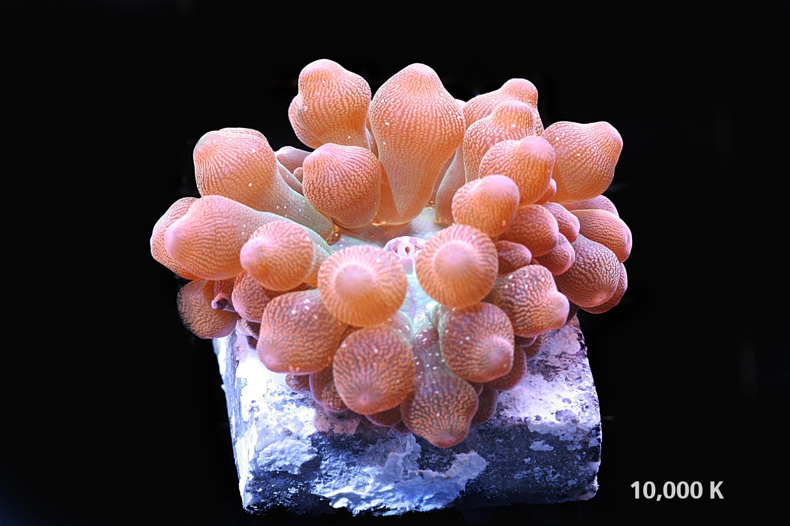 Rainbow Bubble Tip anemone 10k