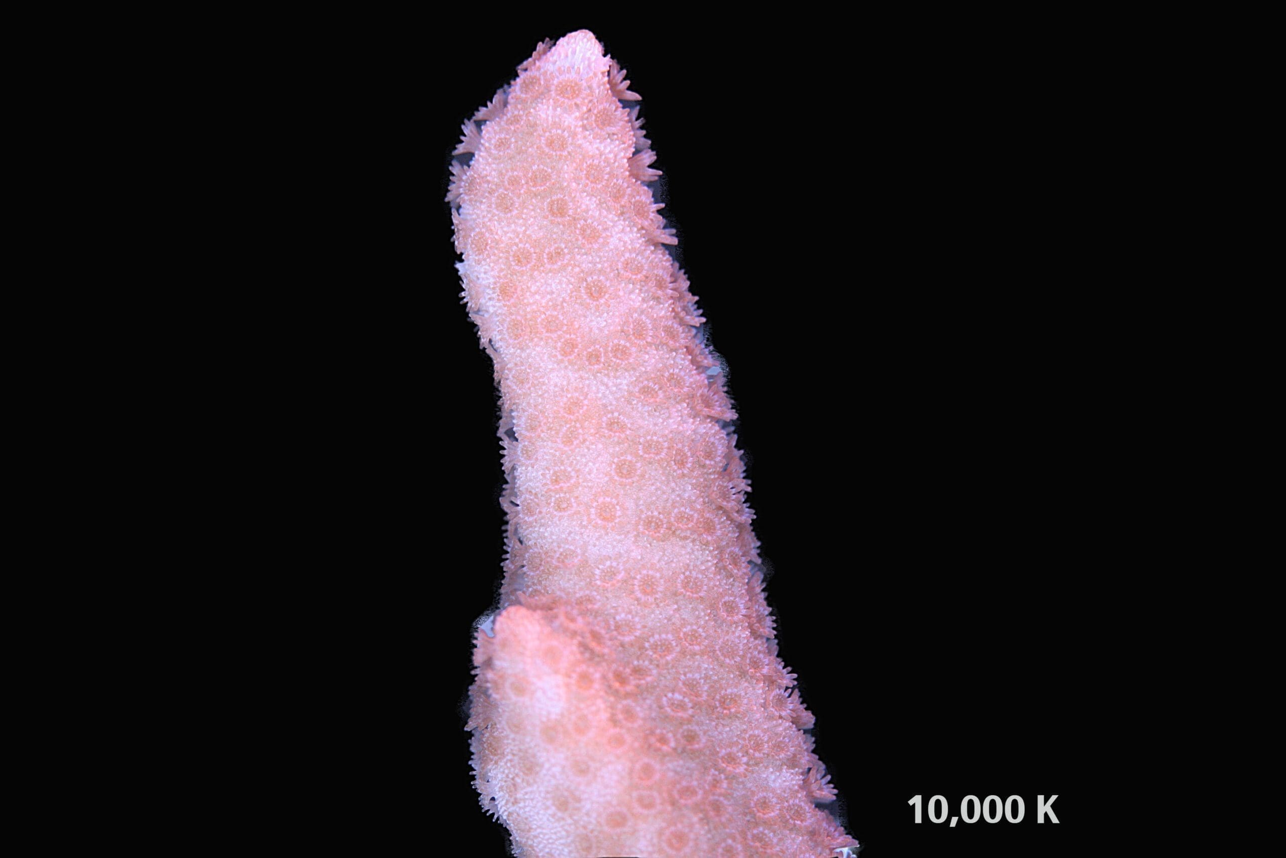Red montipora digitata 10k, sps coral