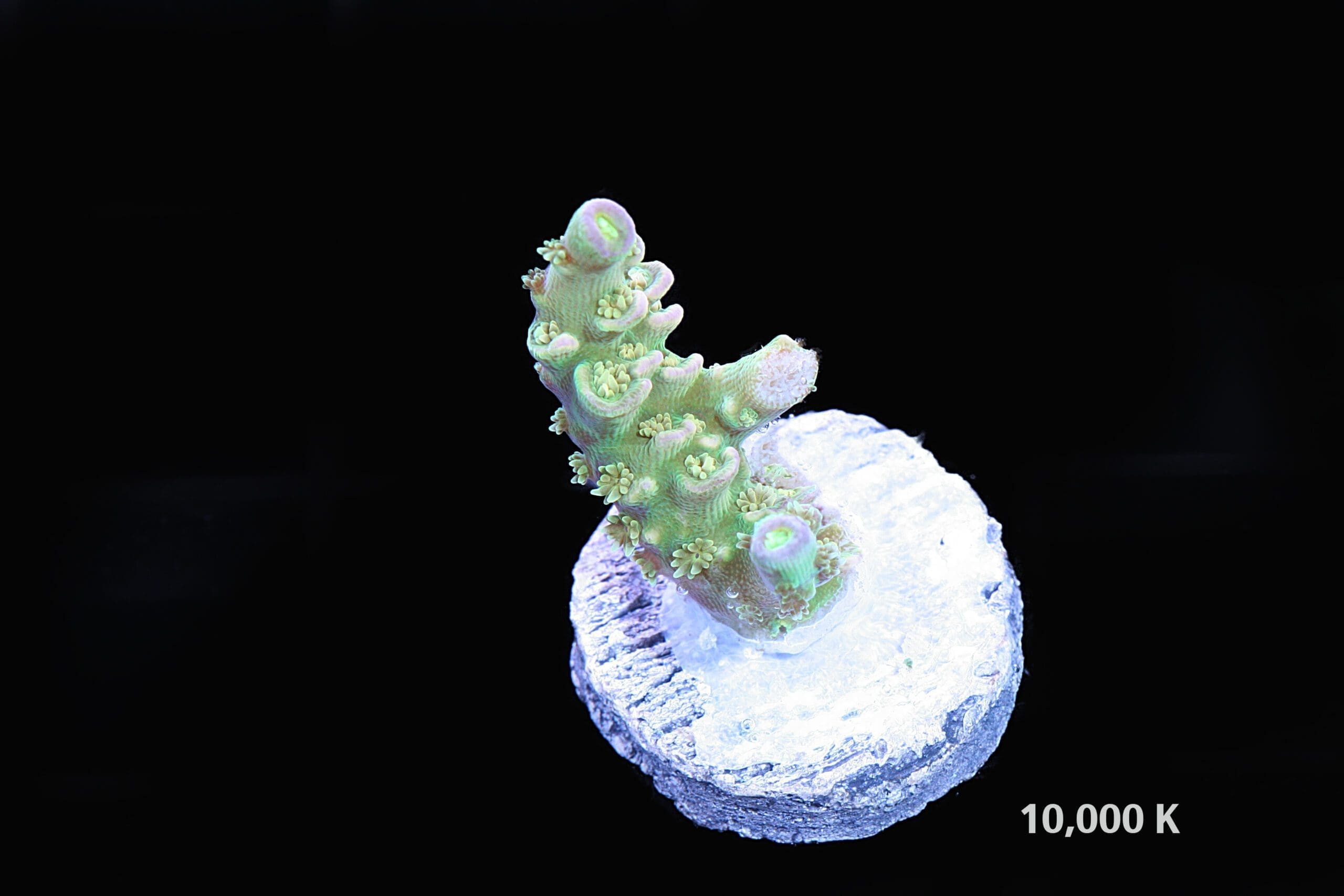 Walt Disney Acropora Tenuis - Image 3