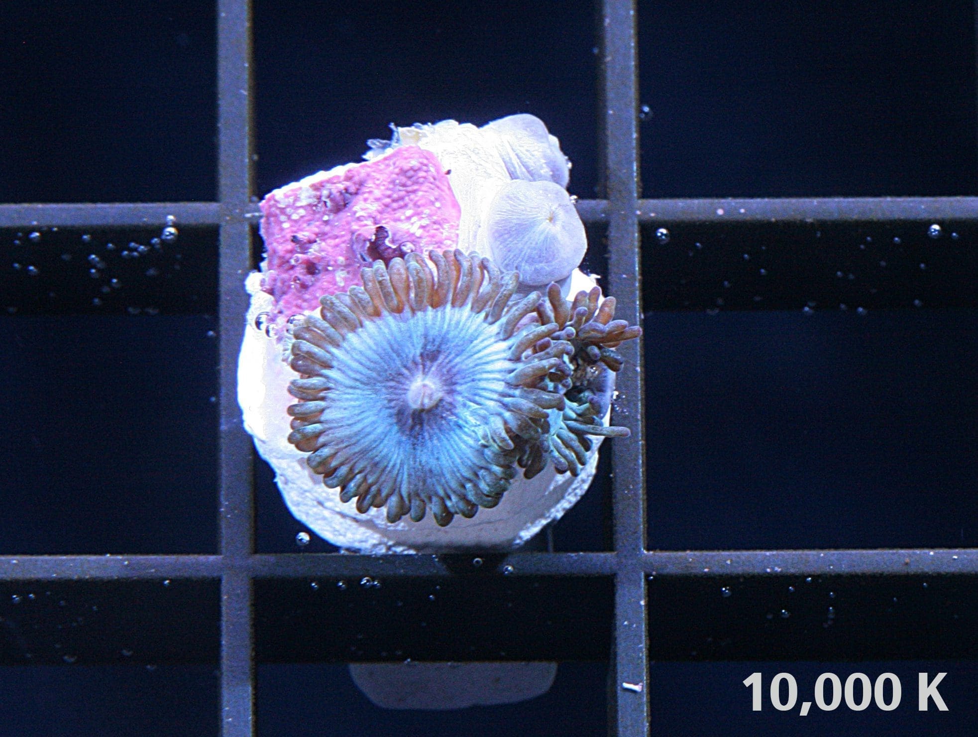 Blackbeard Zoanthid