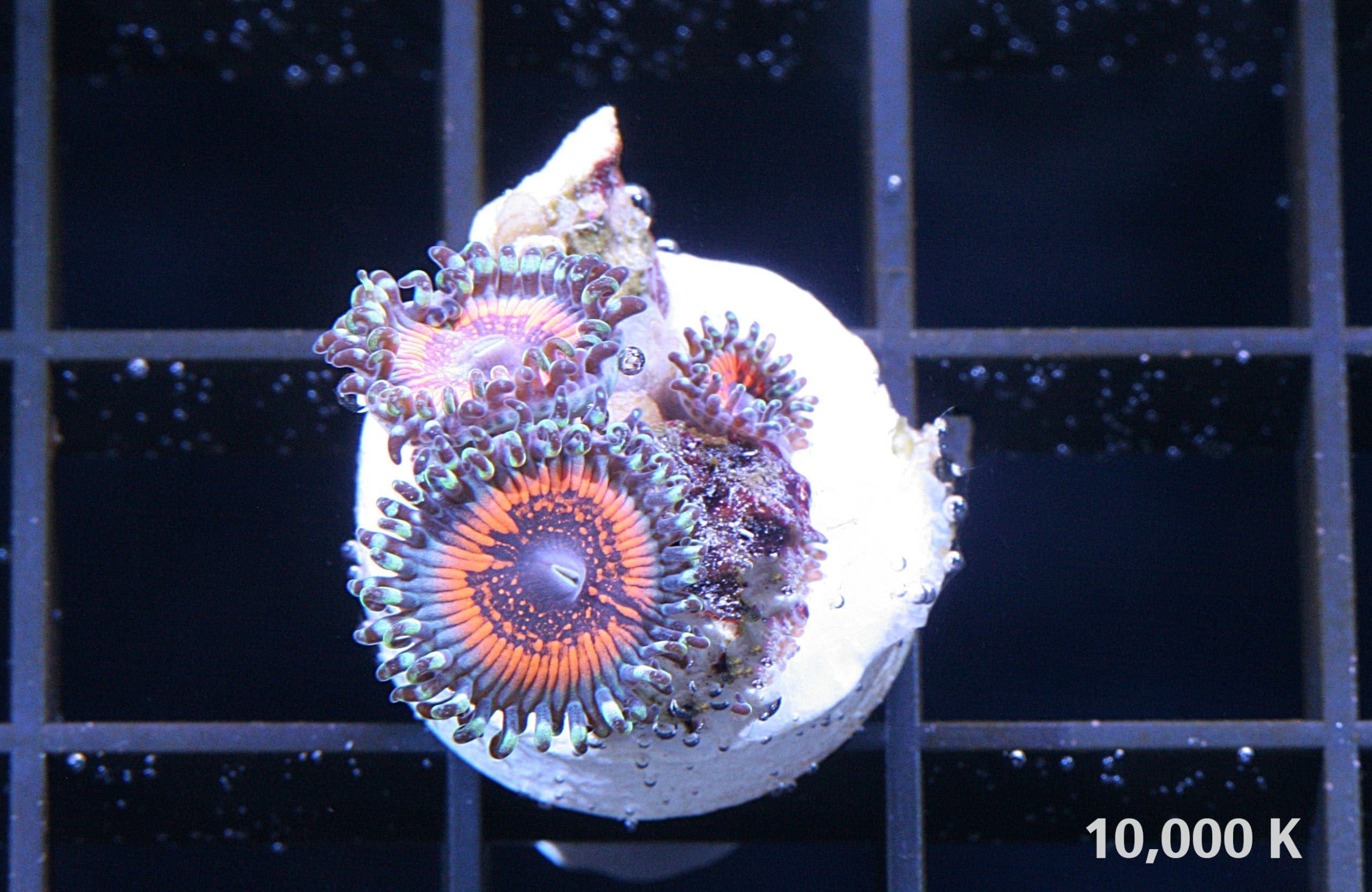 God of war Zoanthid - Image 3