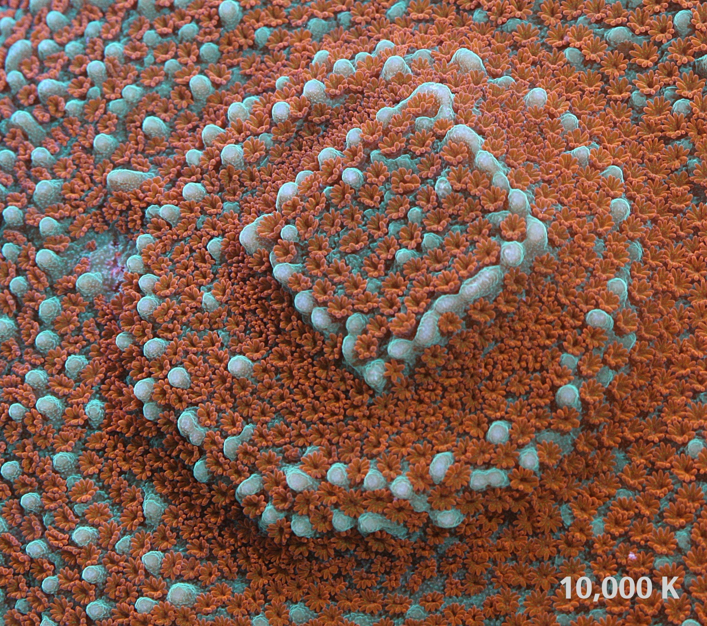 Aquaman Montipora 10k, jason fox signature coral, sps coral