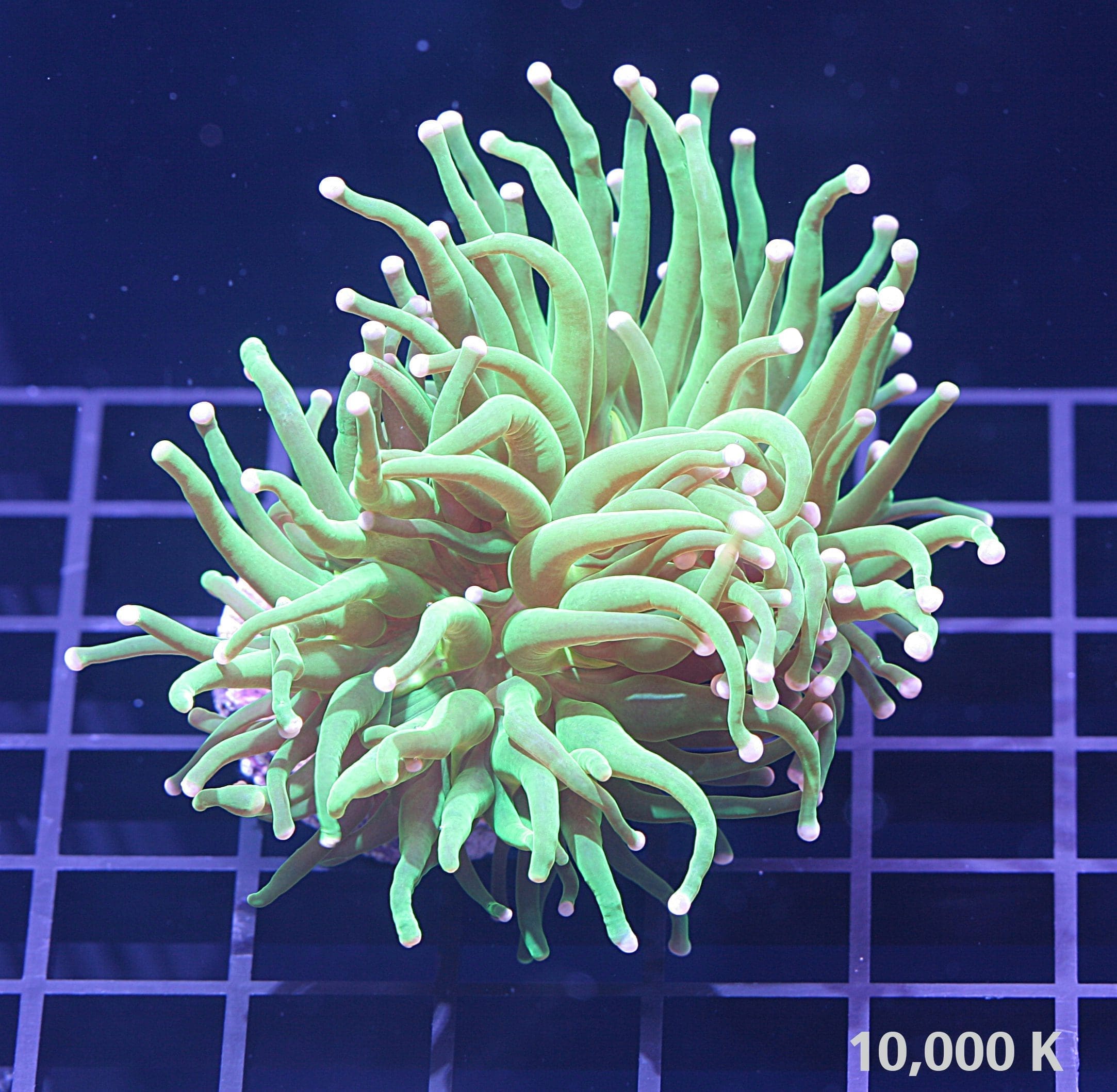 Cotton Candy Torch Coral, Euphyllia glabrescens 10k