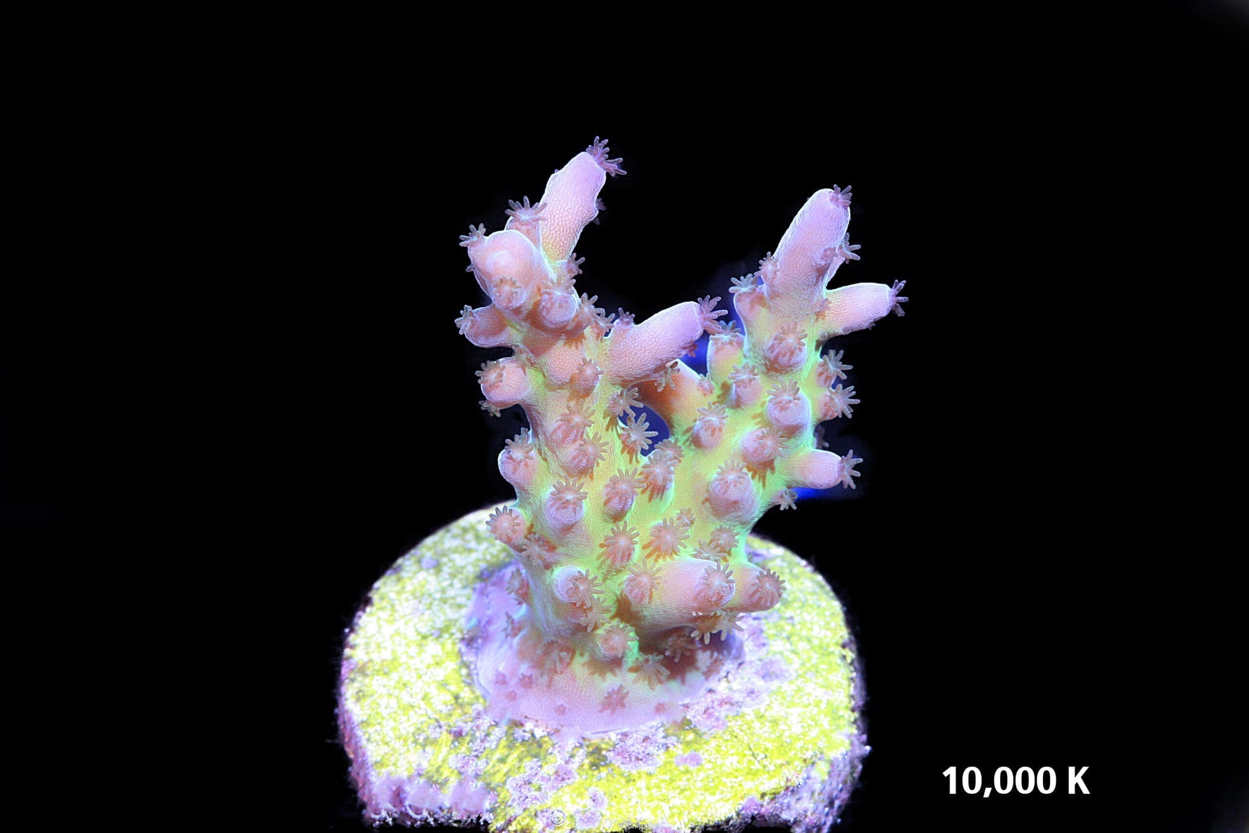 Miyagi Acropora Tortuosa 10k, sps coral, tort acro, cali tort, oregon tort