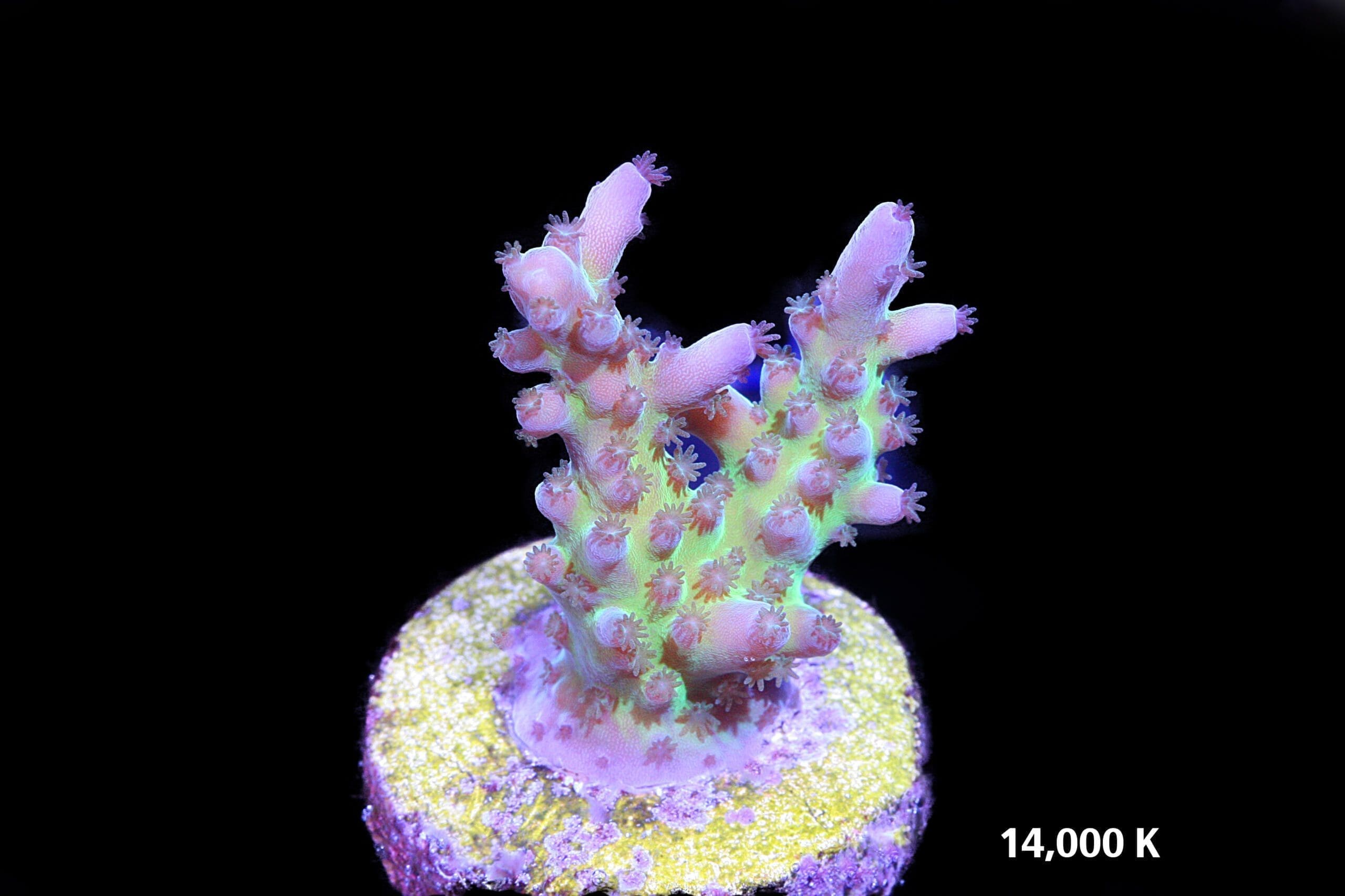 Miyagi Acropora Tortuosa 14k, sps coral, tort acro, cali tort, oregon tort