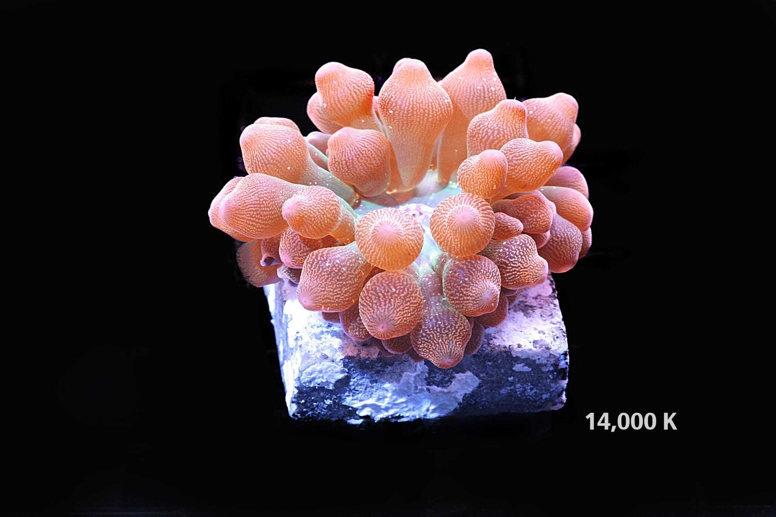 Rainbow Bubble Tip anemone 14k