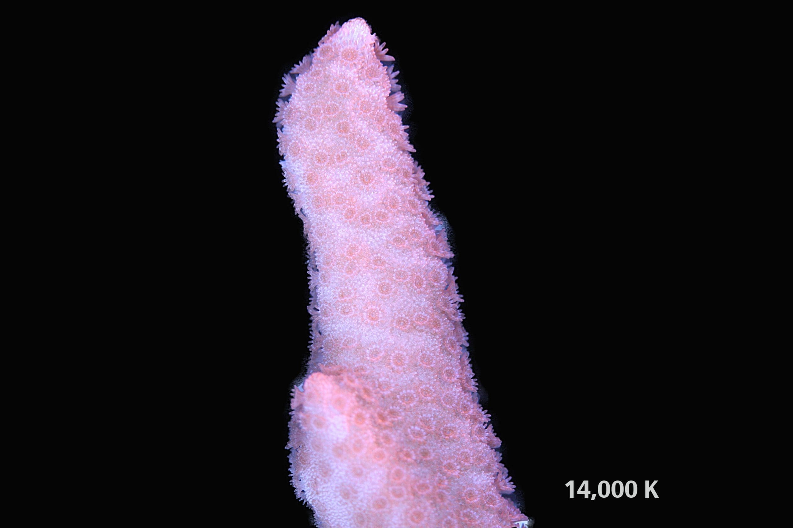 Red montipora digitata 14k, sps coral
