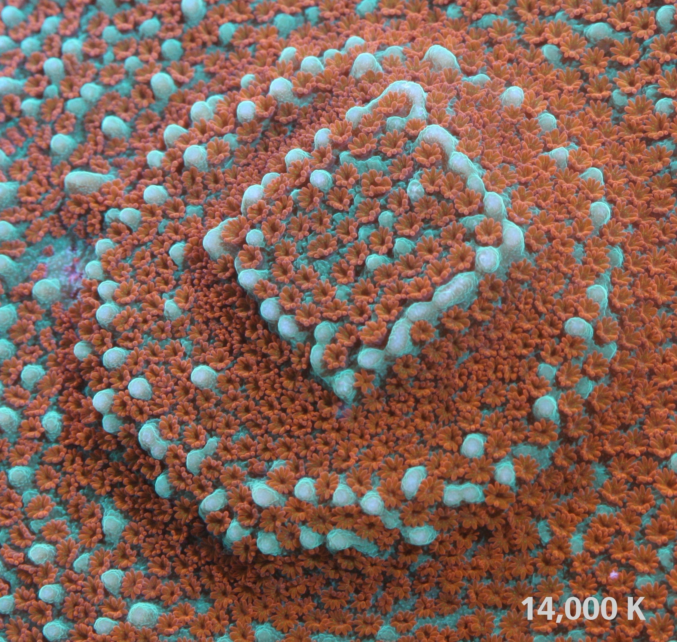 Aquaman Montipora 14k, jason fox signature coral, sps coral