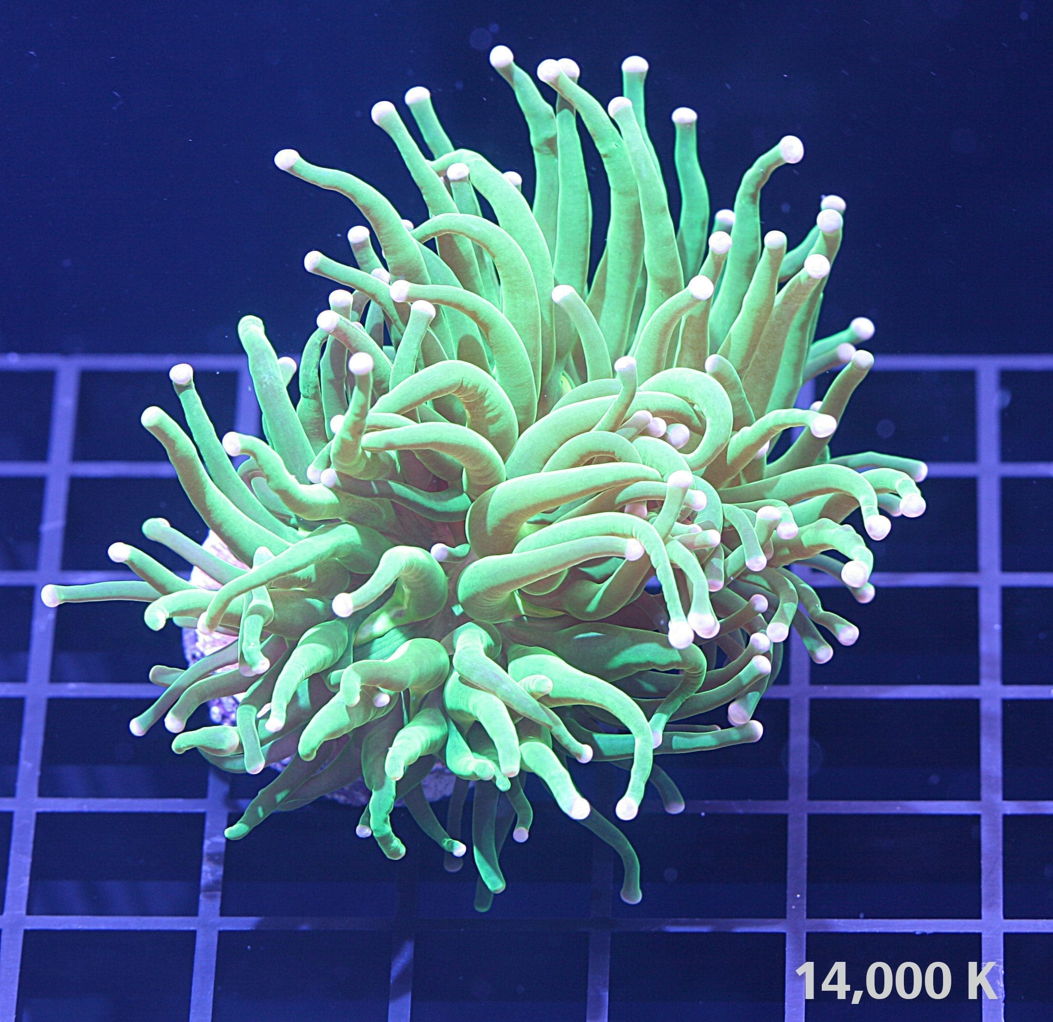 Cotton Candy Torch Coral, Euphyllia glabrescens 14k