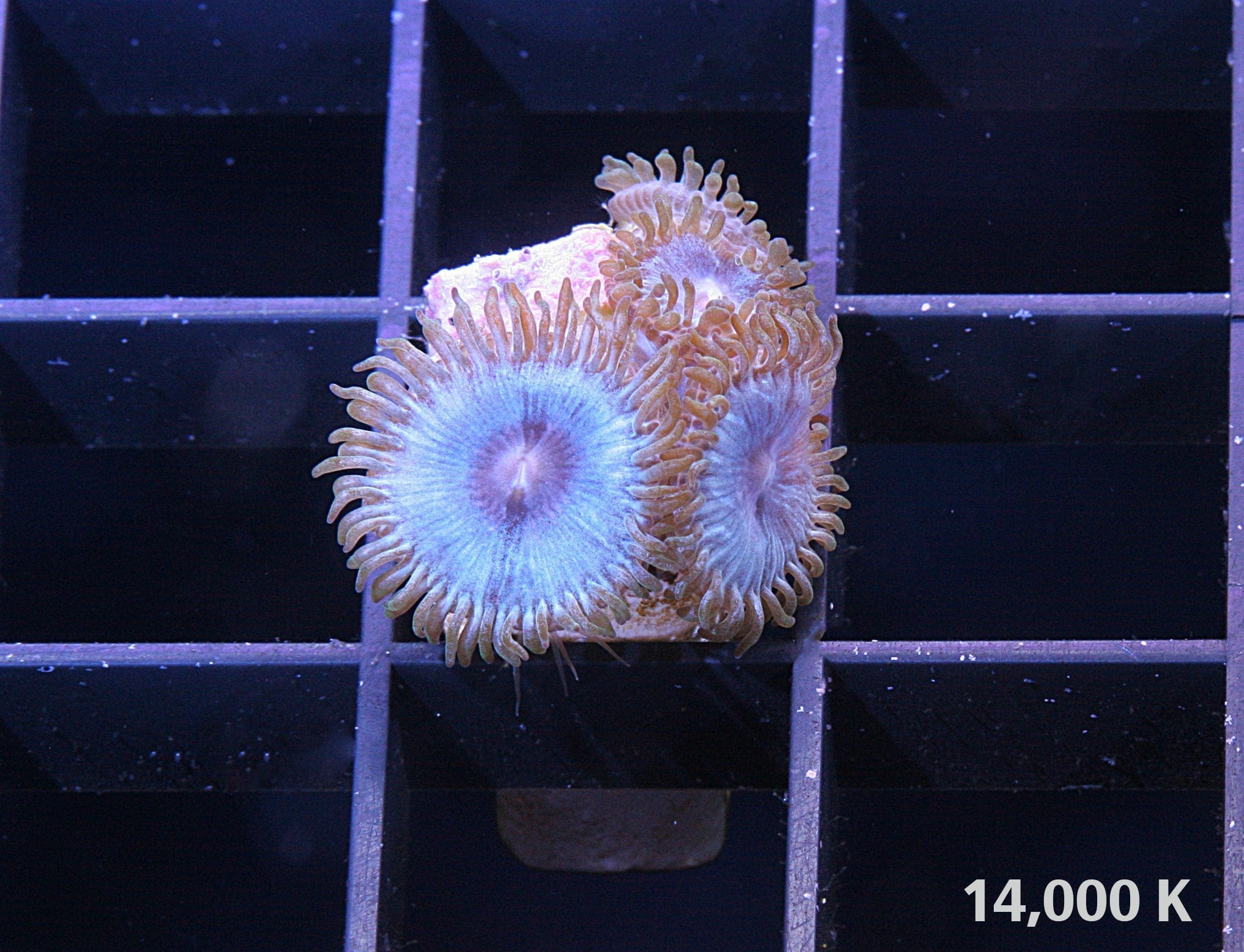 Blackbeard Zoanthid - Image 2