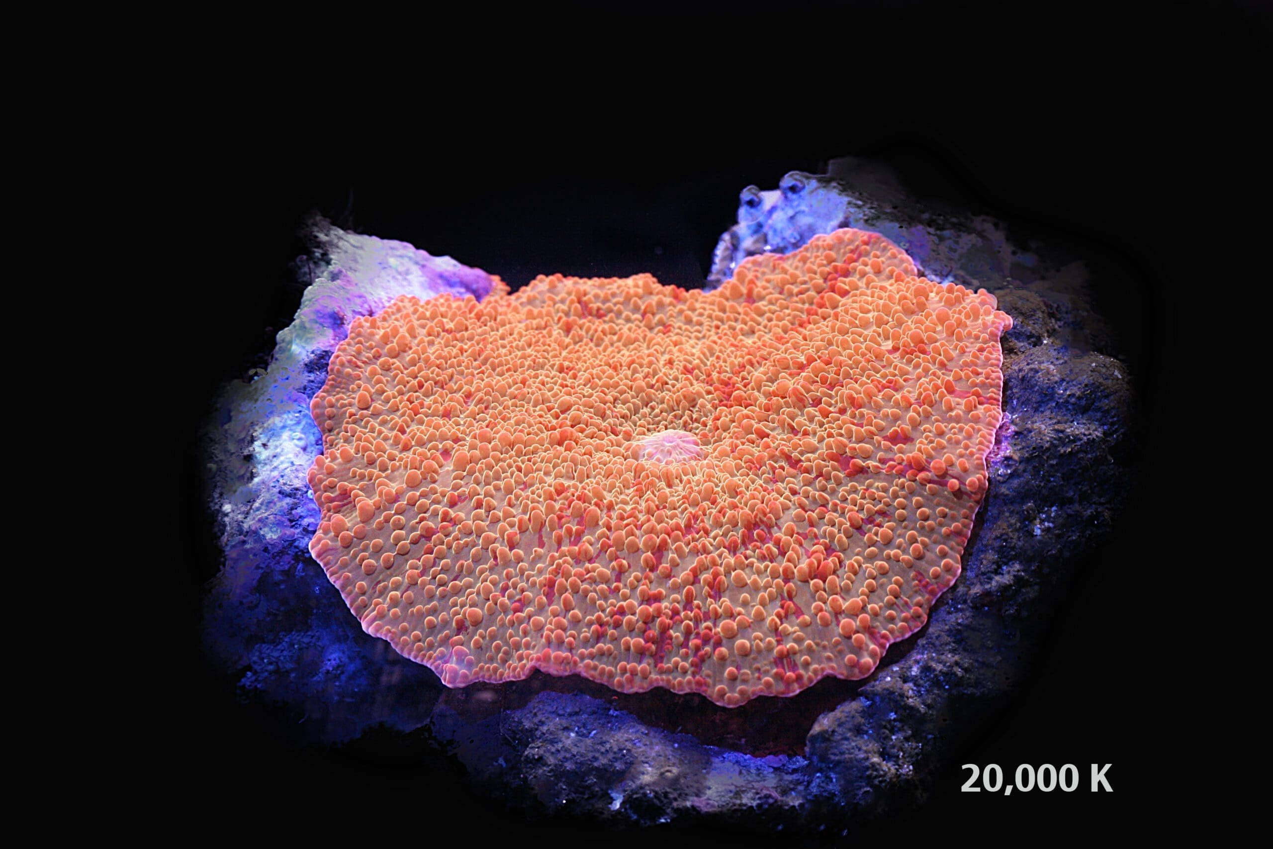 Jawbreaker Mushroom - Image 2