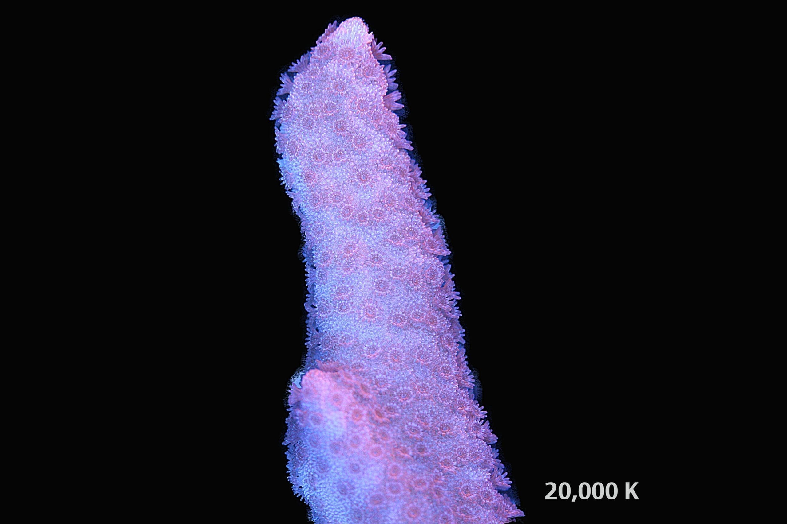 Red montipora digitata 20k, sps coral