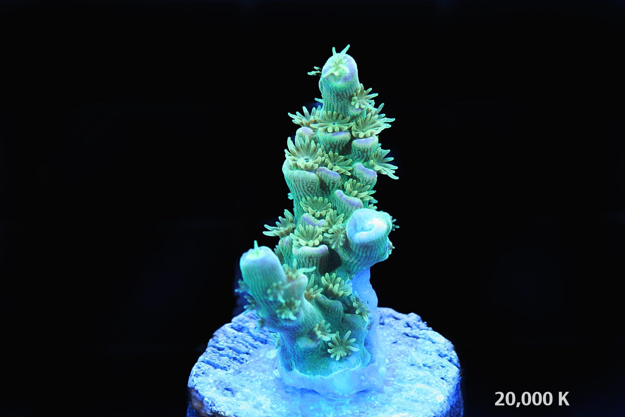 Walt Disney Acropora Tenuis 20k, sps coral, rainbow acro, WD tenuis, acro tenuis