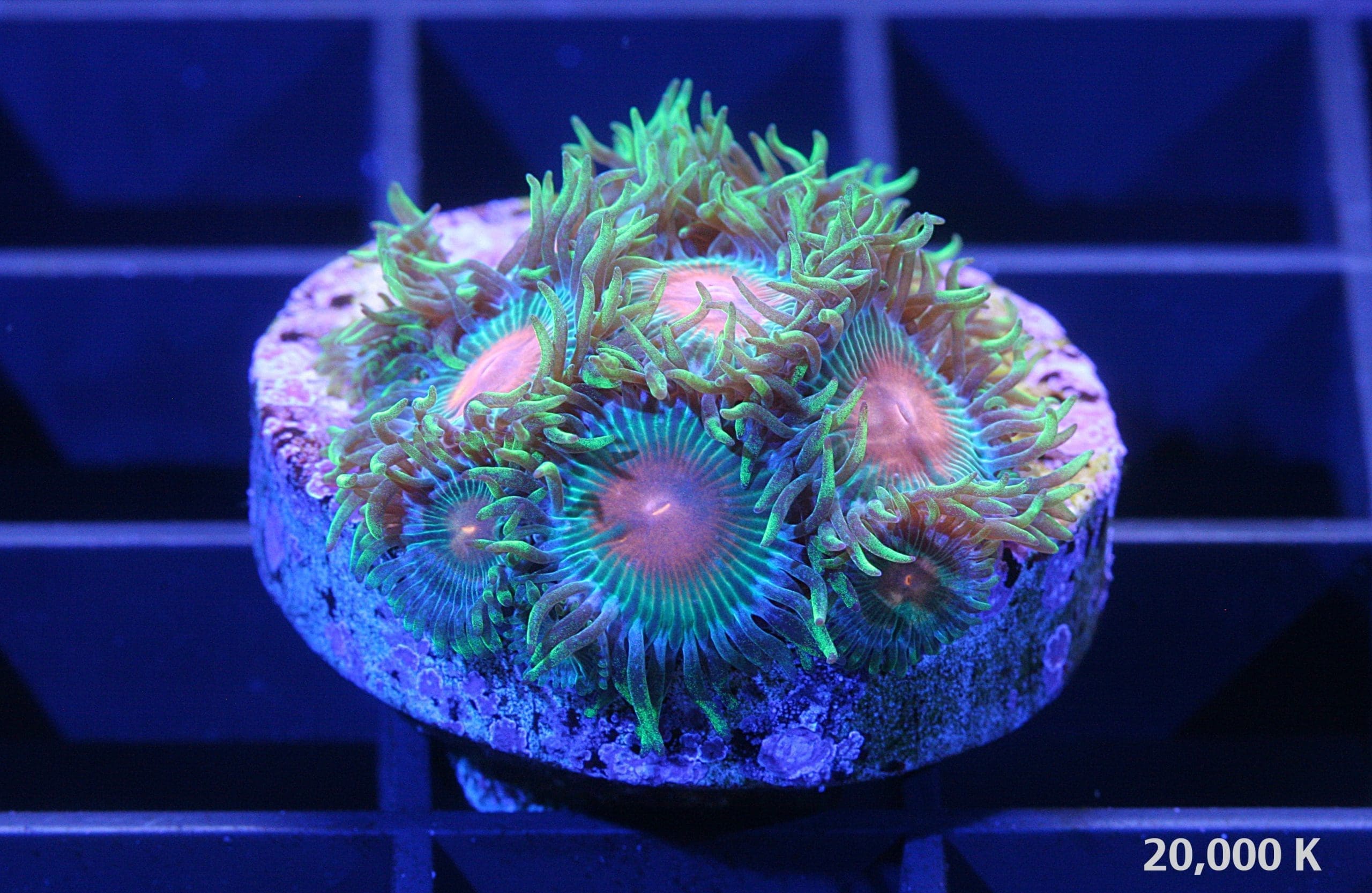 Gatorade Zoanthid - Image 3