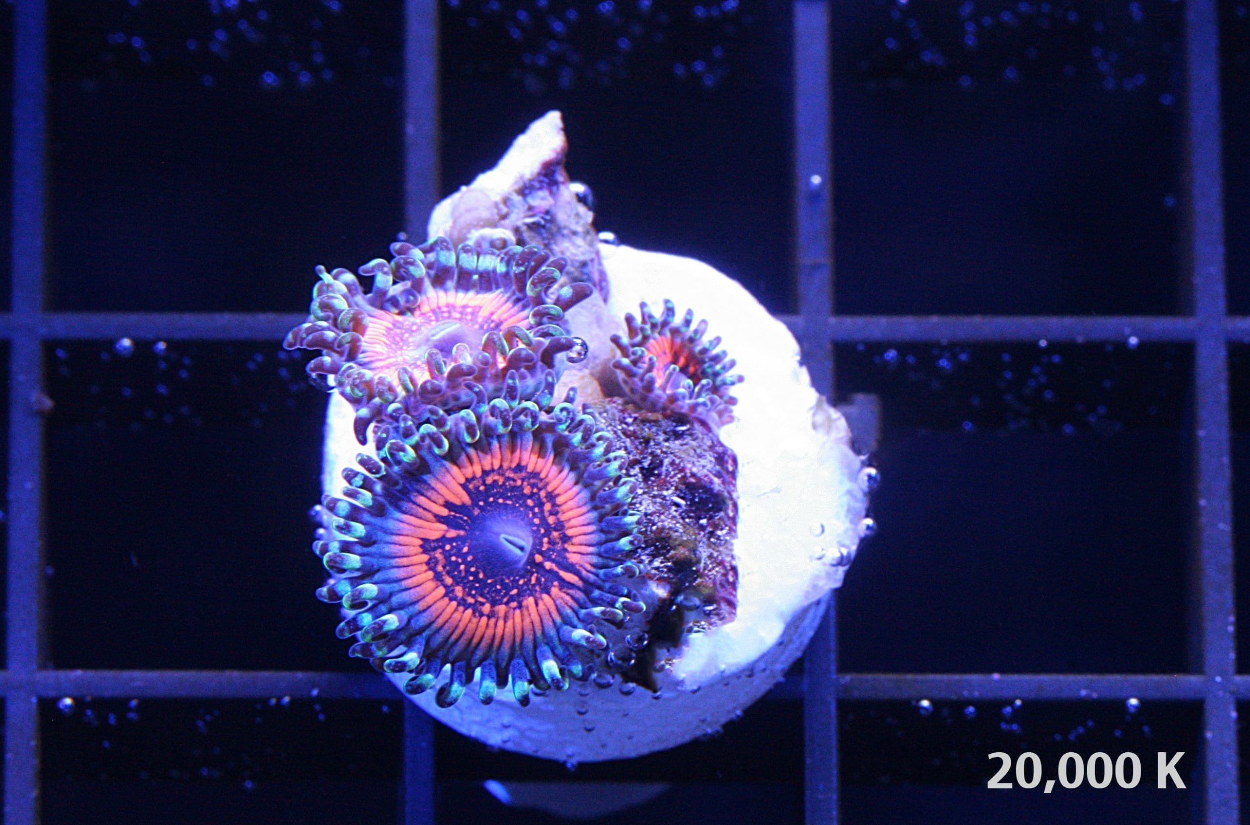 God of war Zoanthid - Image 2