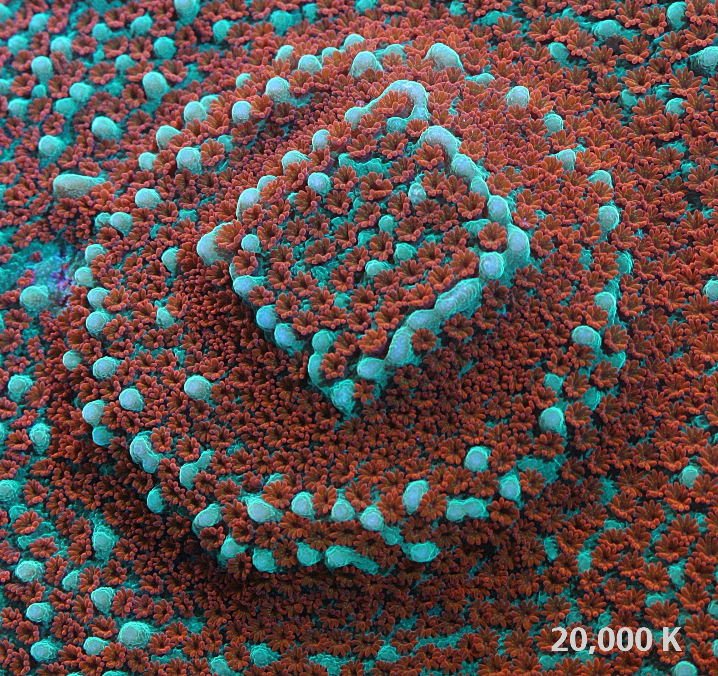 Aquaman Montipora 20k, jason fox signature coral, sps coral