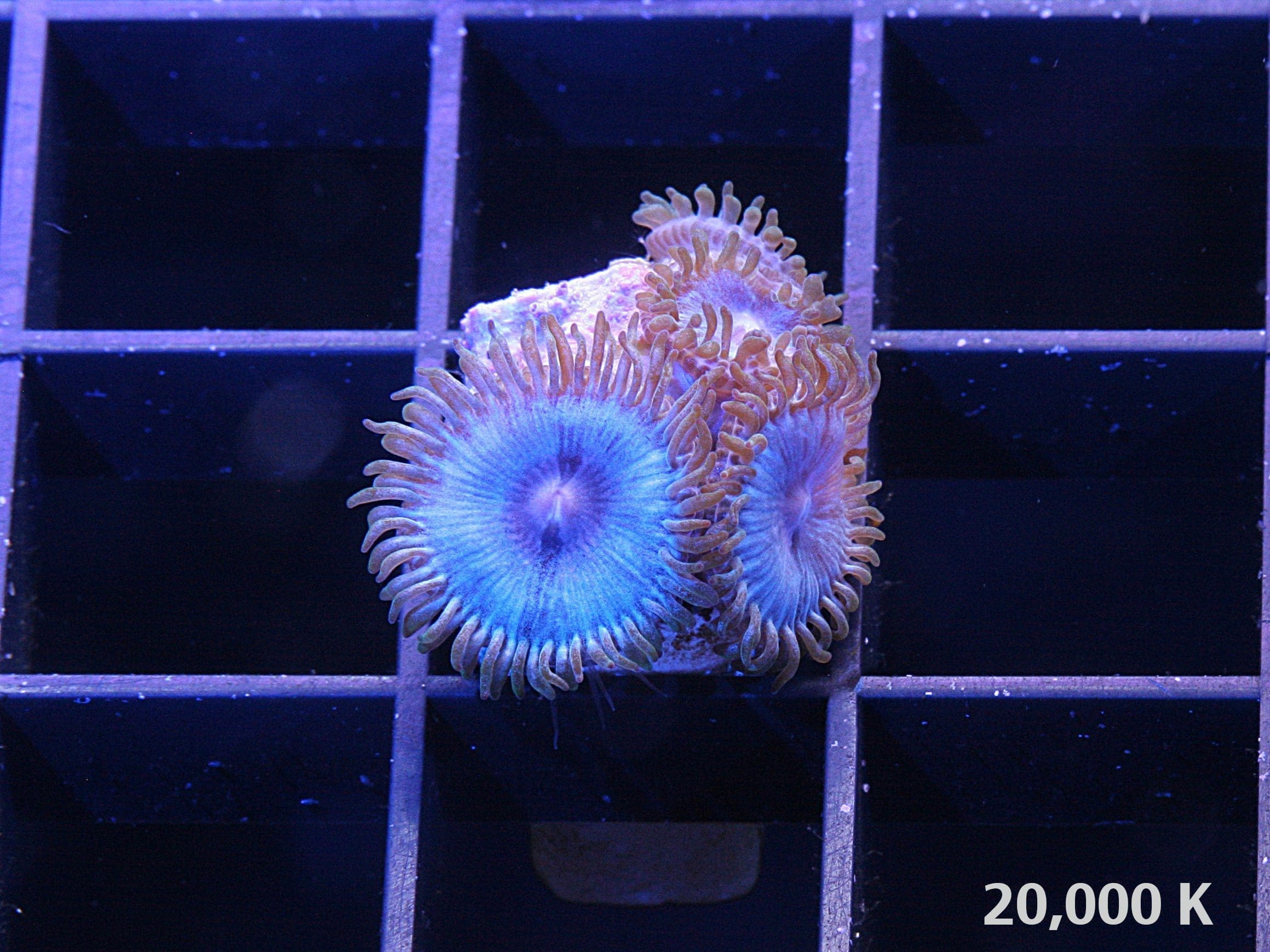 Blackbeard Zoanthid - Image 3