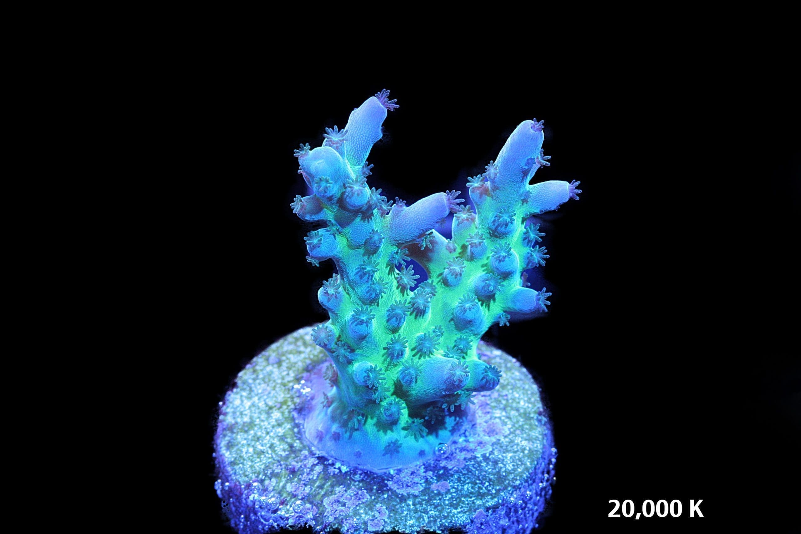 Miyagi Acropora Tortuosa 20k, sps coral, tort acro, cali tort, oregon tort