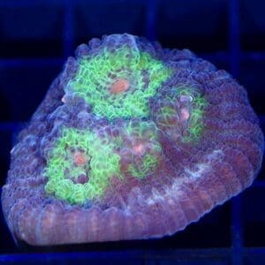 Avatar Chalice Coral