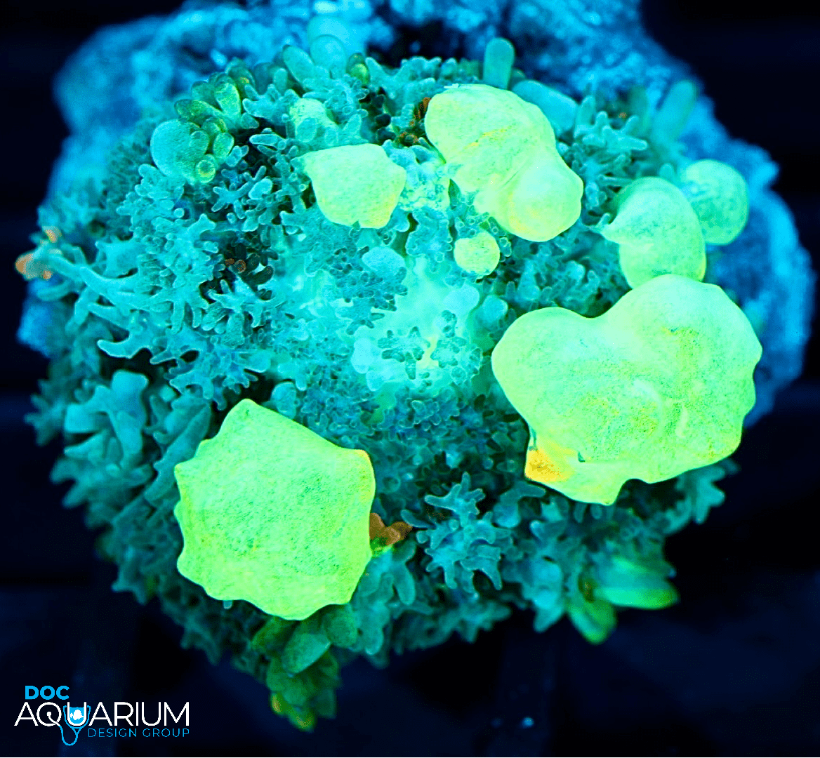 Godspawn Bounce Mushroom - Image 3