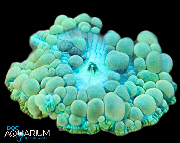 Neptune Bounce Mushroom - Image 3