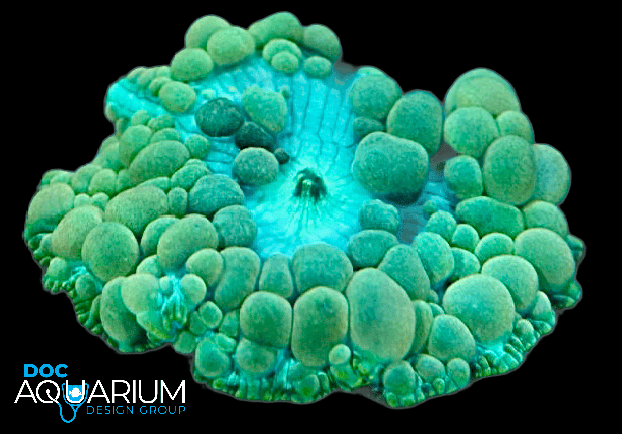Neptune Bounce Mushroom - Image 2
