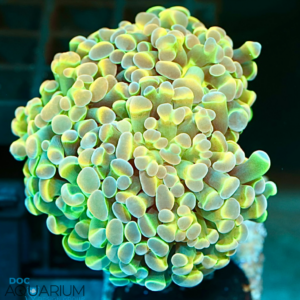 Hologram Hammer Coral