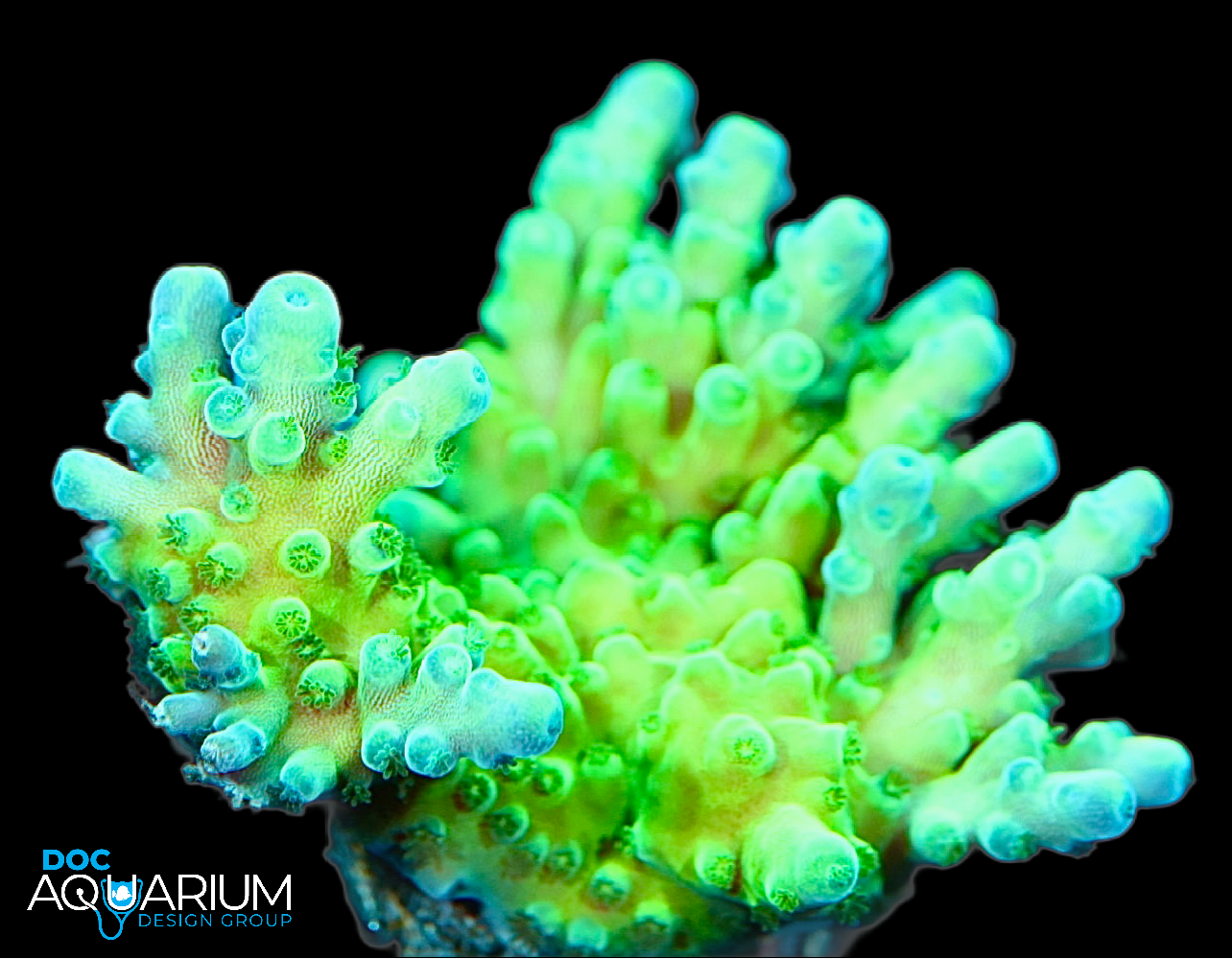 Ultra Green Acropora Tortuosa