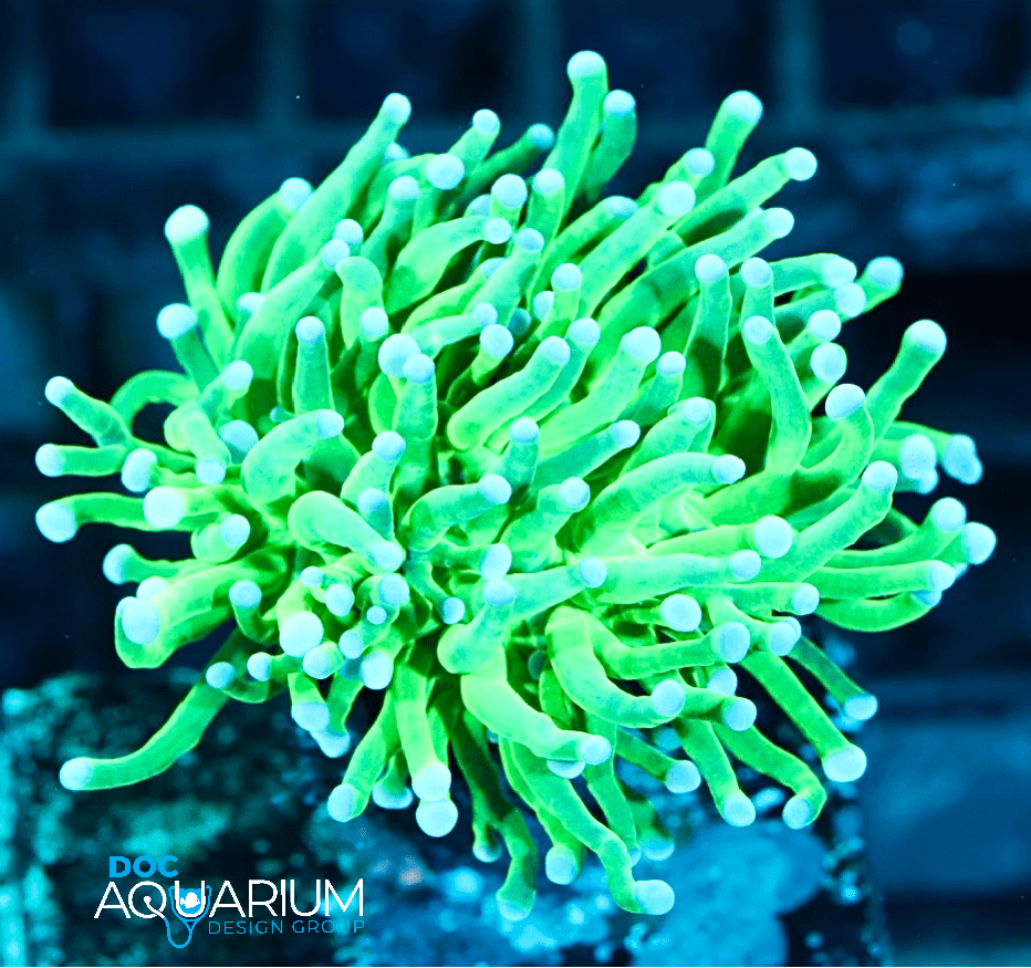 Green Indonesian Torch Coral