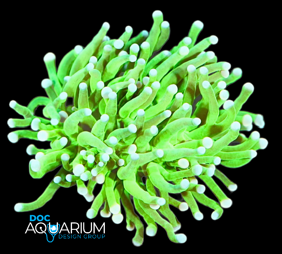 Green Indonesian Torch Coral - Image 2