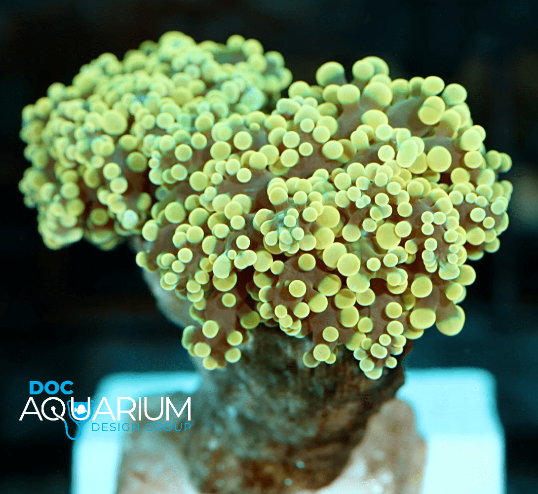 Frimbriaphyllia Paradivisa 14K
