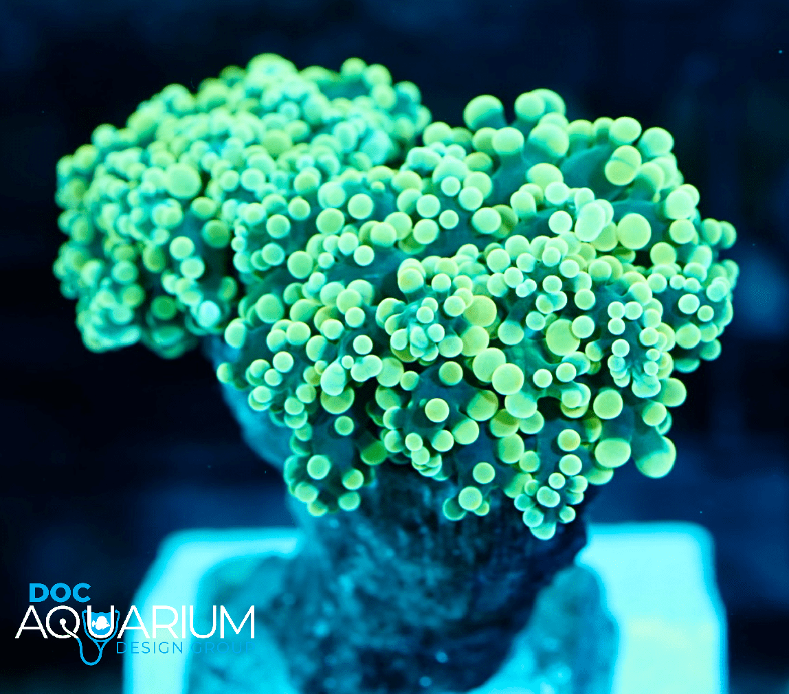 Gold Frogspawn Coral