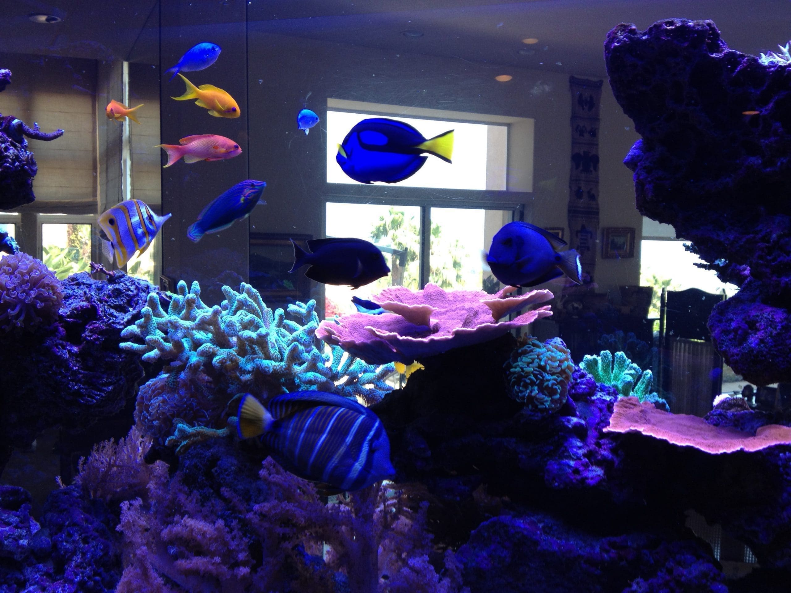 Malibu live reef aquarium 300 gallons